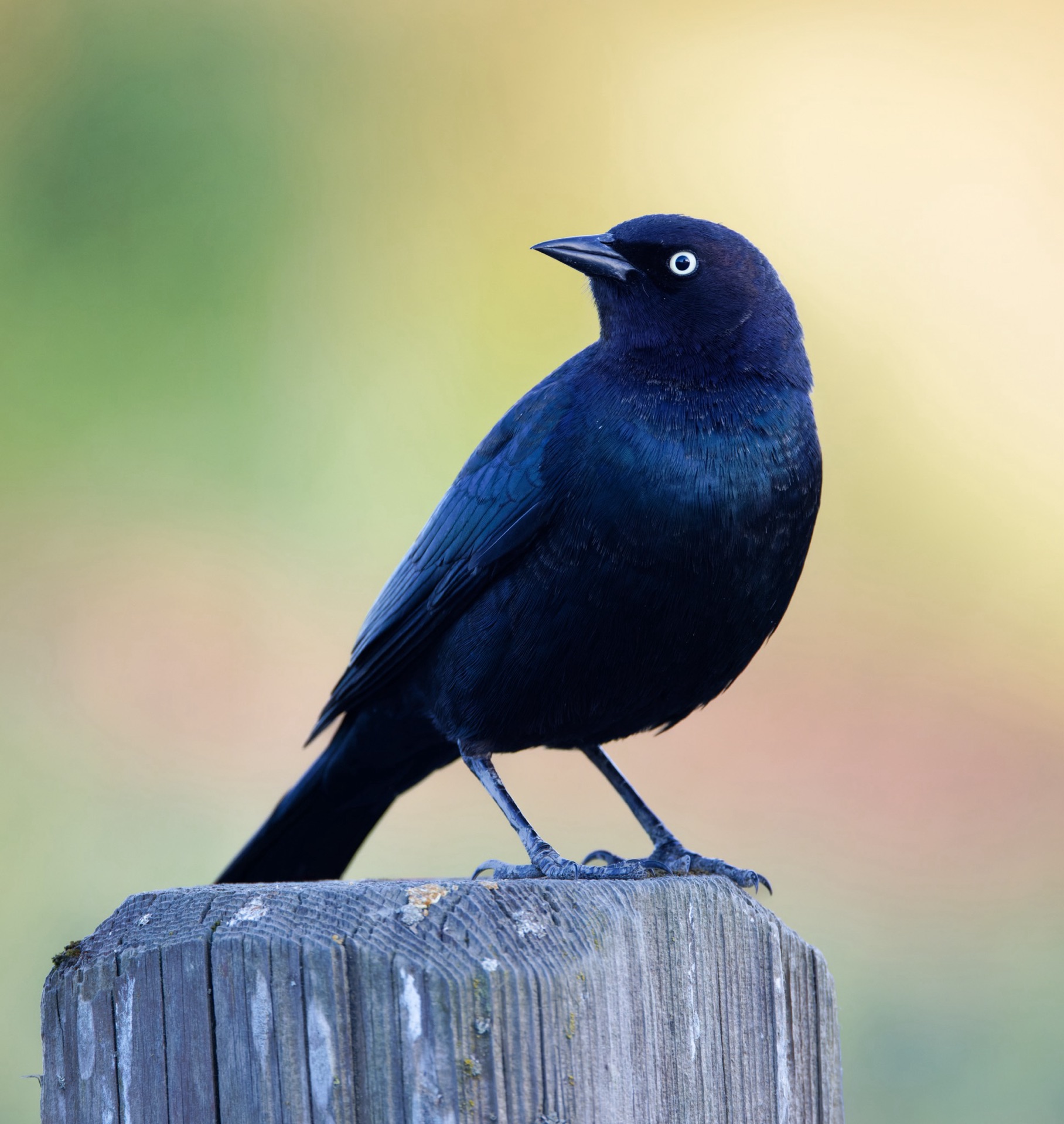Brewer's Blackbird