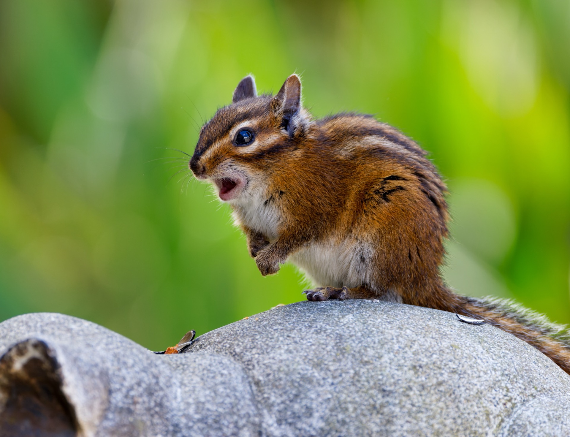 Townsend's Chipmunk