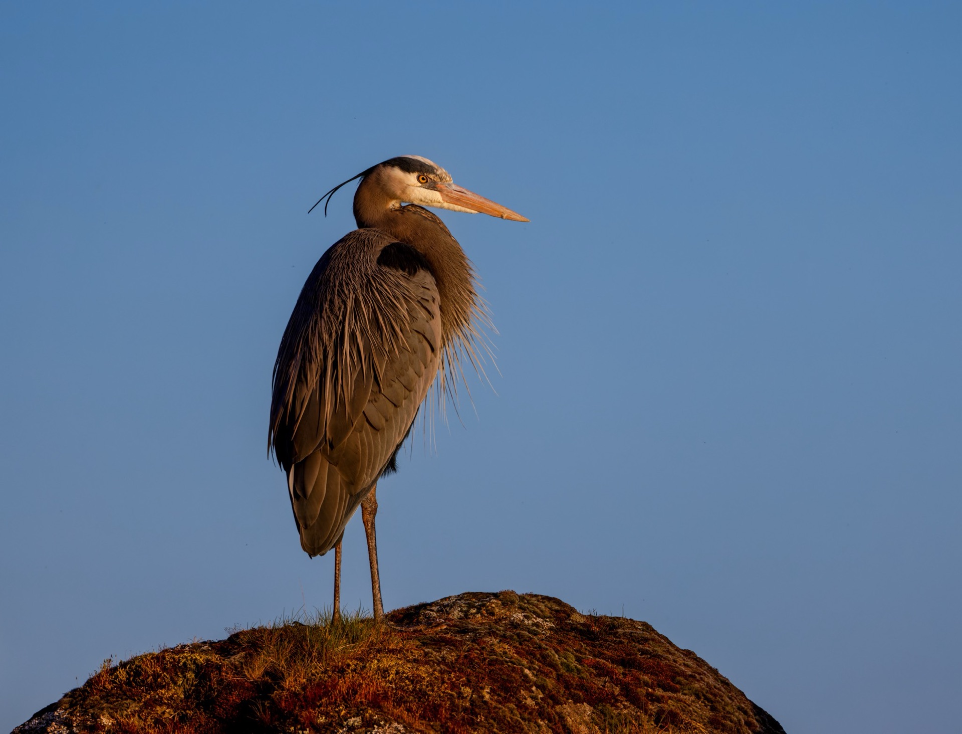 Great Blue Heron
