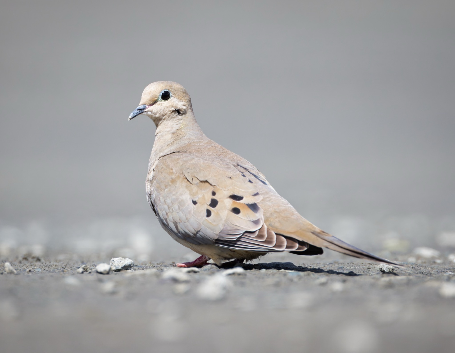 Mourning Dove