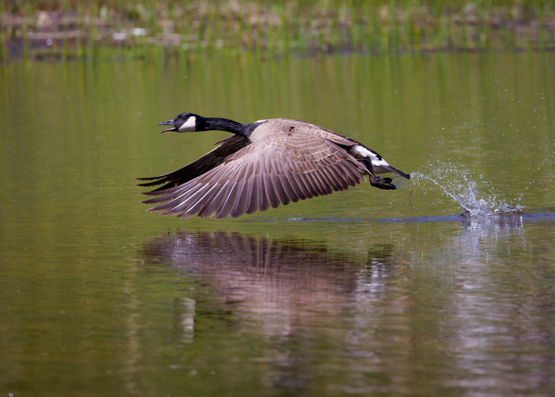 Canada Goose