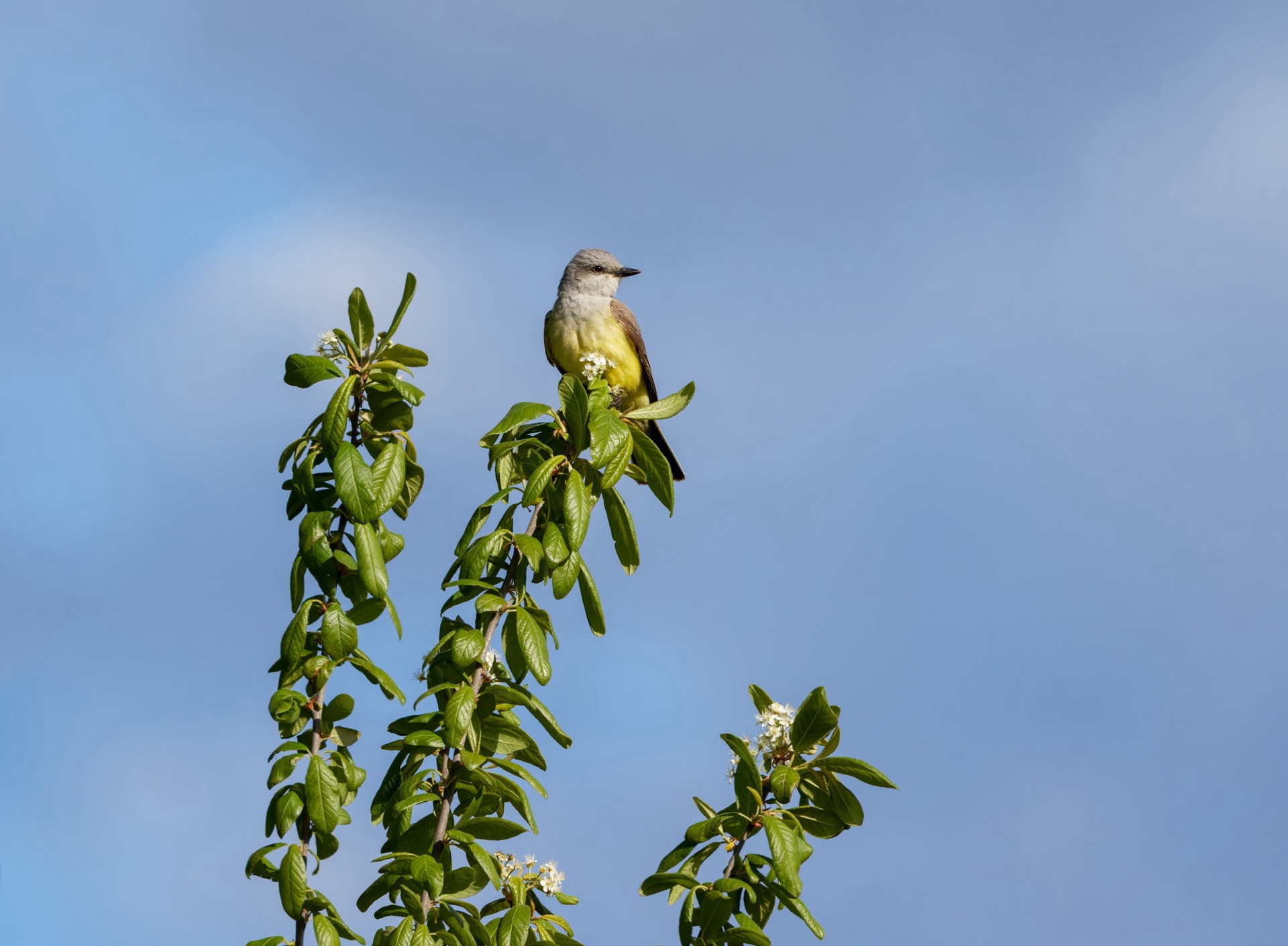 Western Kingbird