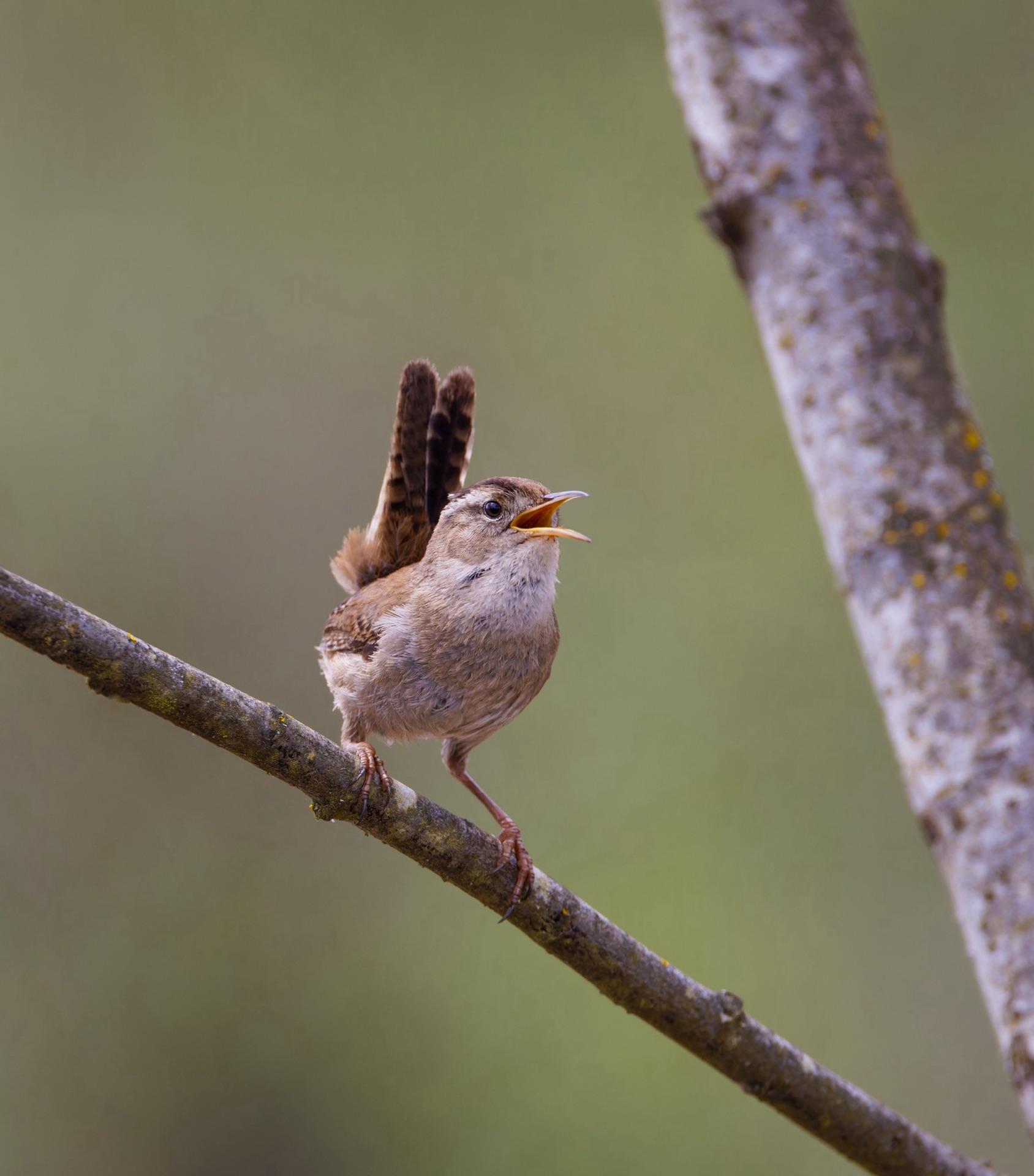 Marsh Wren