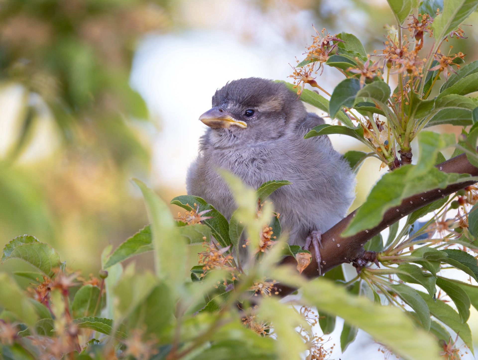 House Sparrow