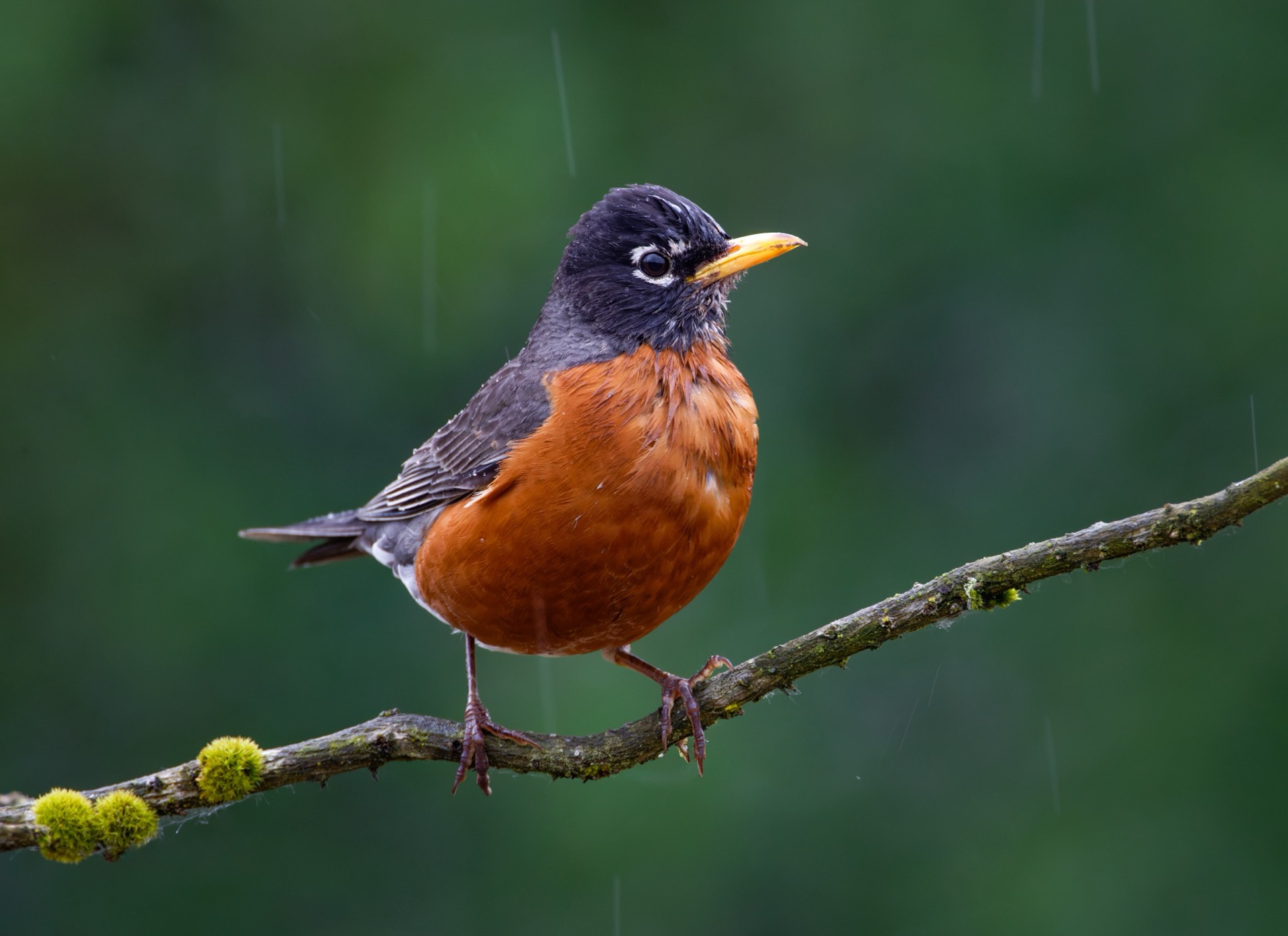 American Robin