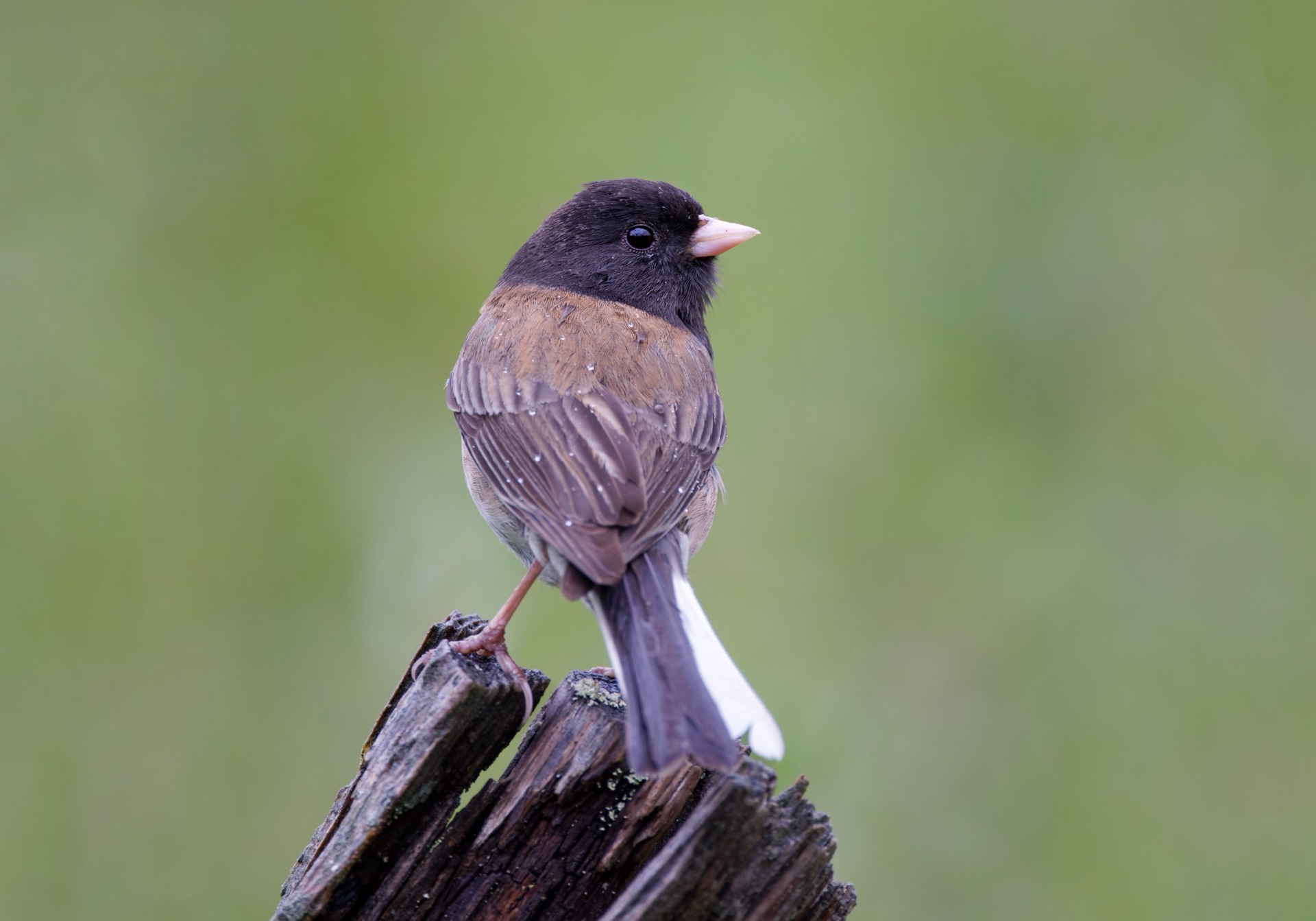 Dark-eyed Junco