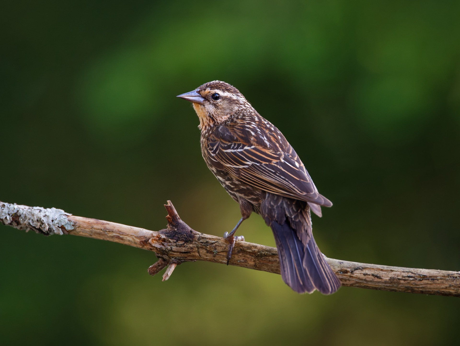 Red-winged Blackbird