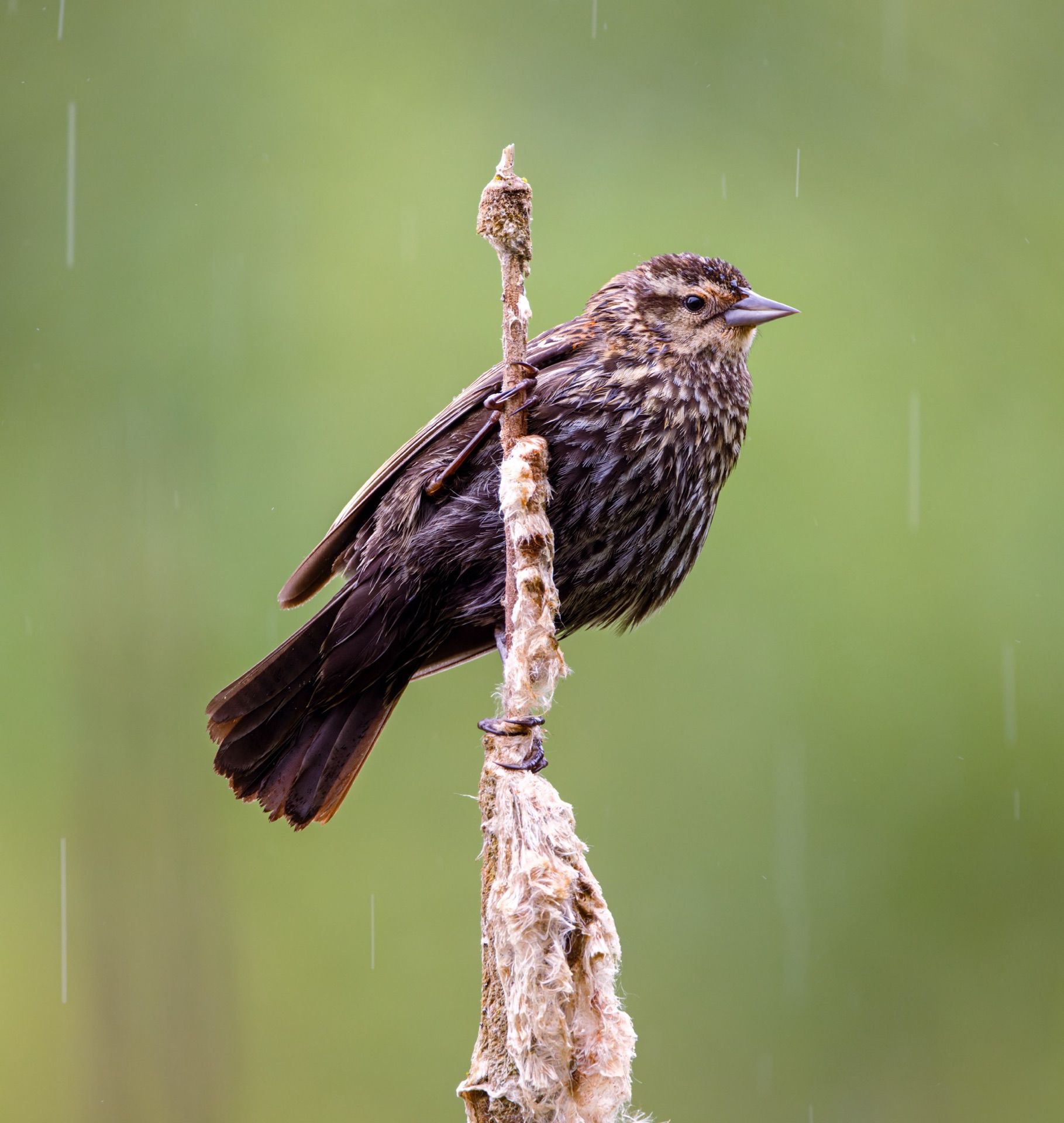 Red-winged Blackbird