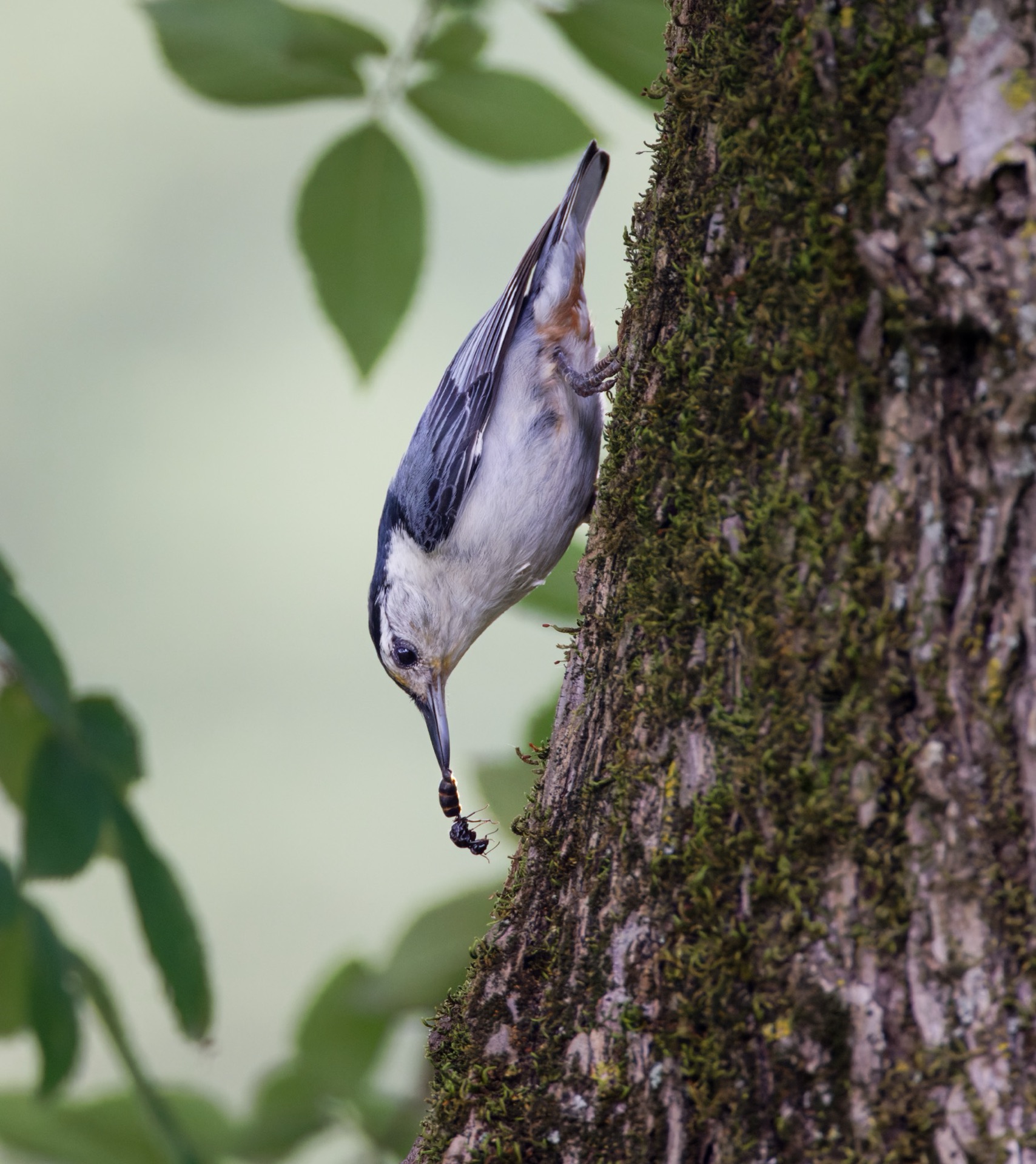 White-breasted Nuthatch