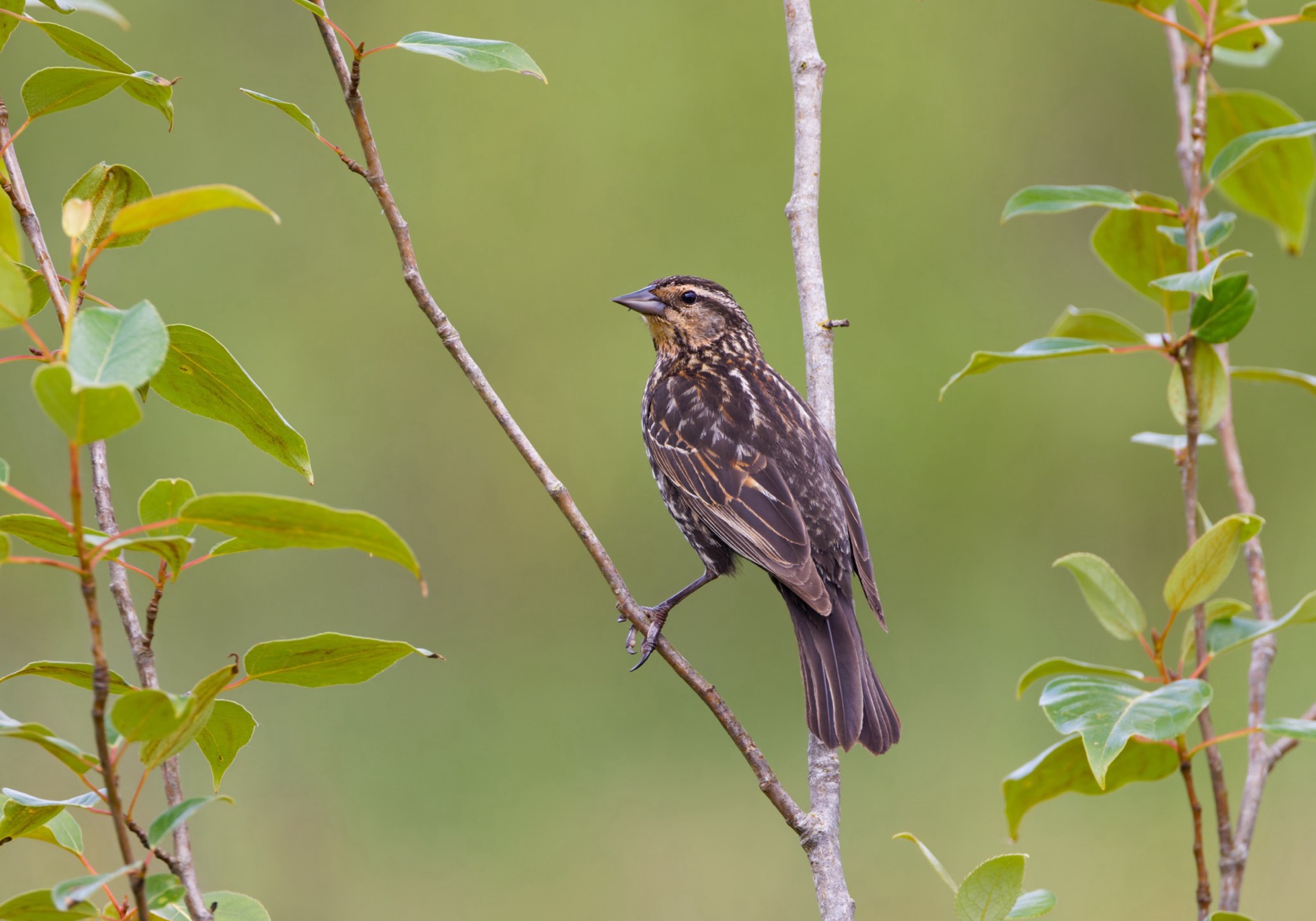 Red-winged Blackbird