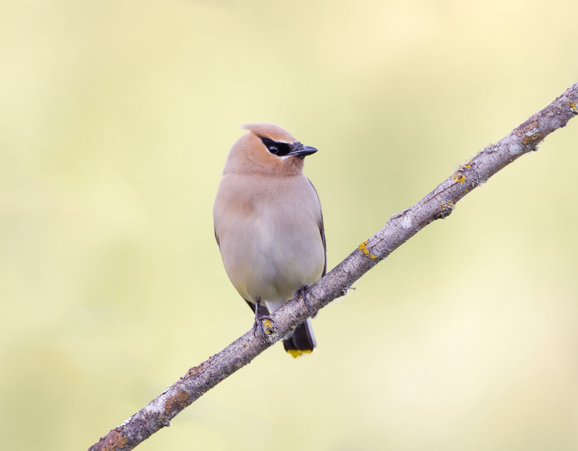 Cedar Waxwing