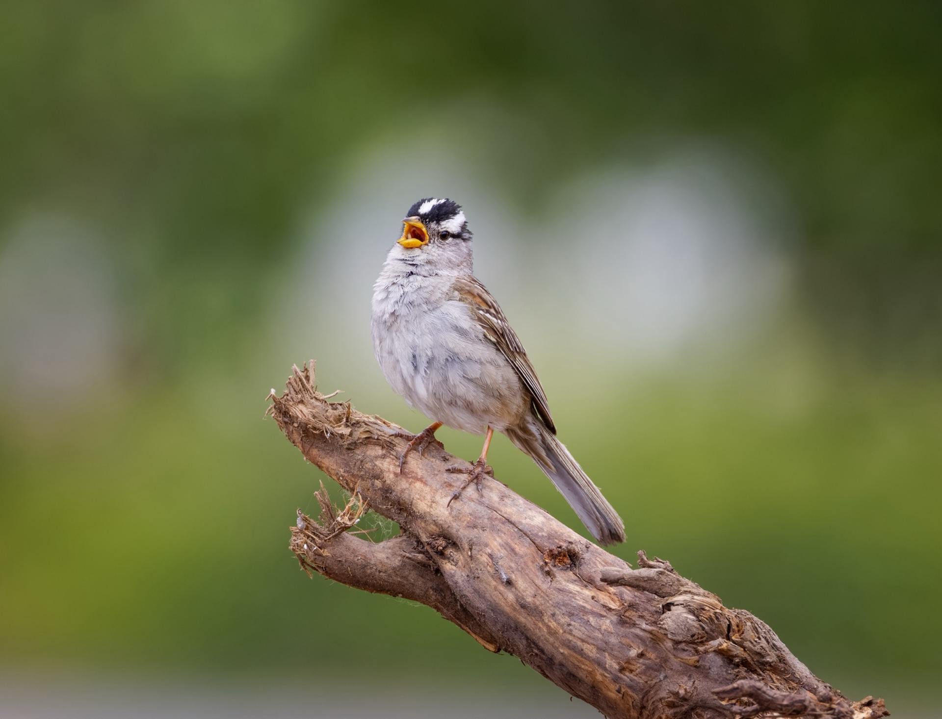 White-crowned Sparrow