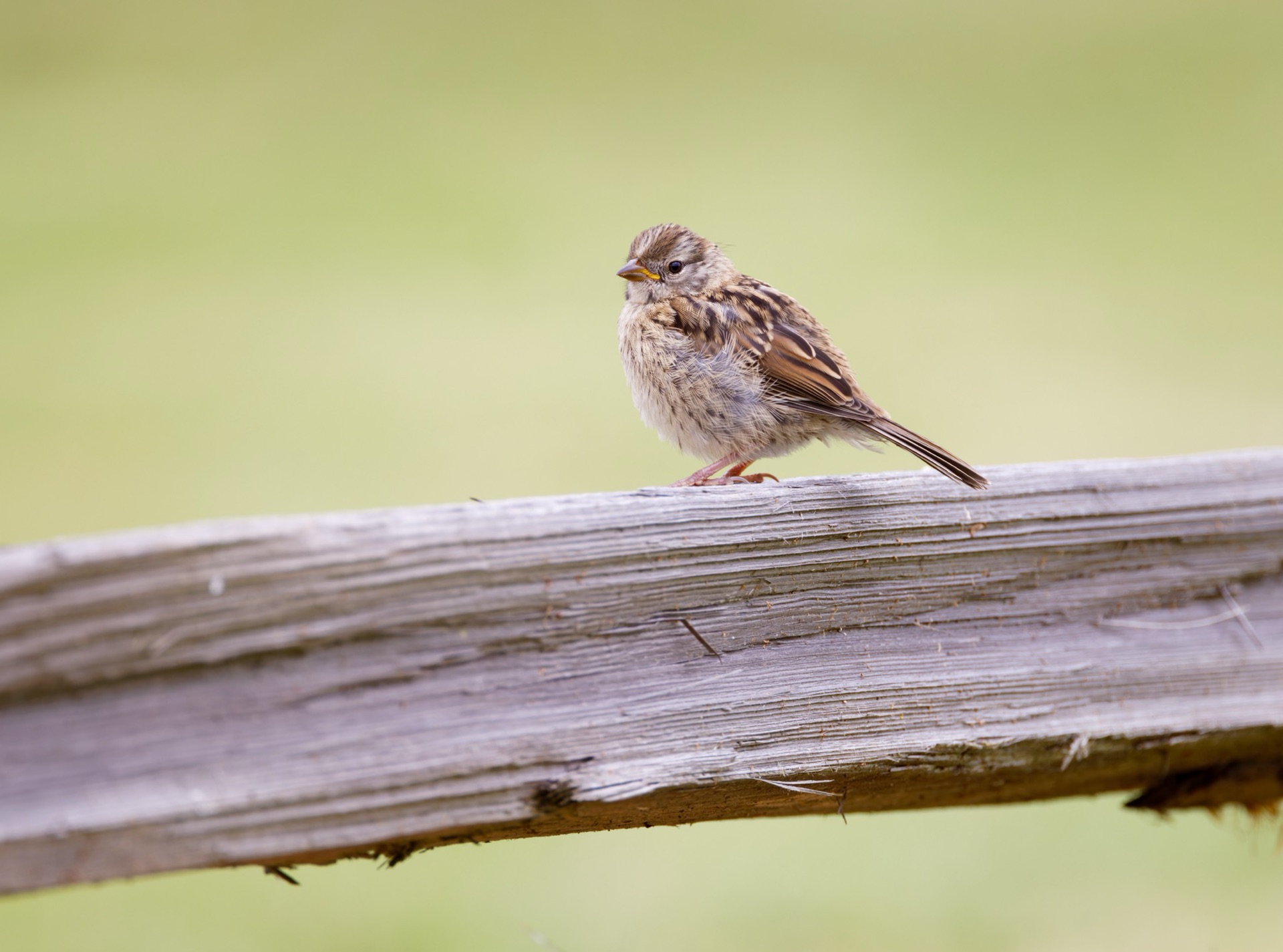 White-crowned Sparrow
