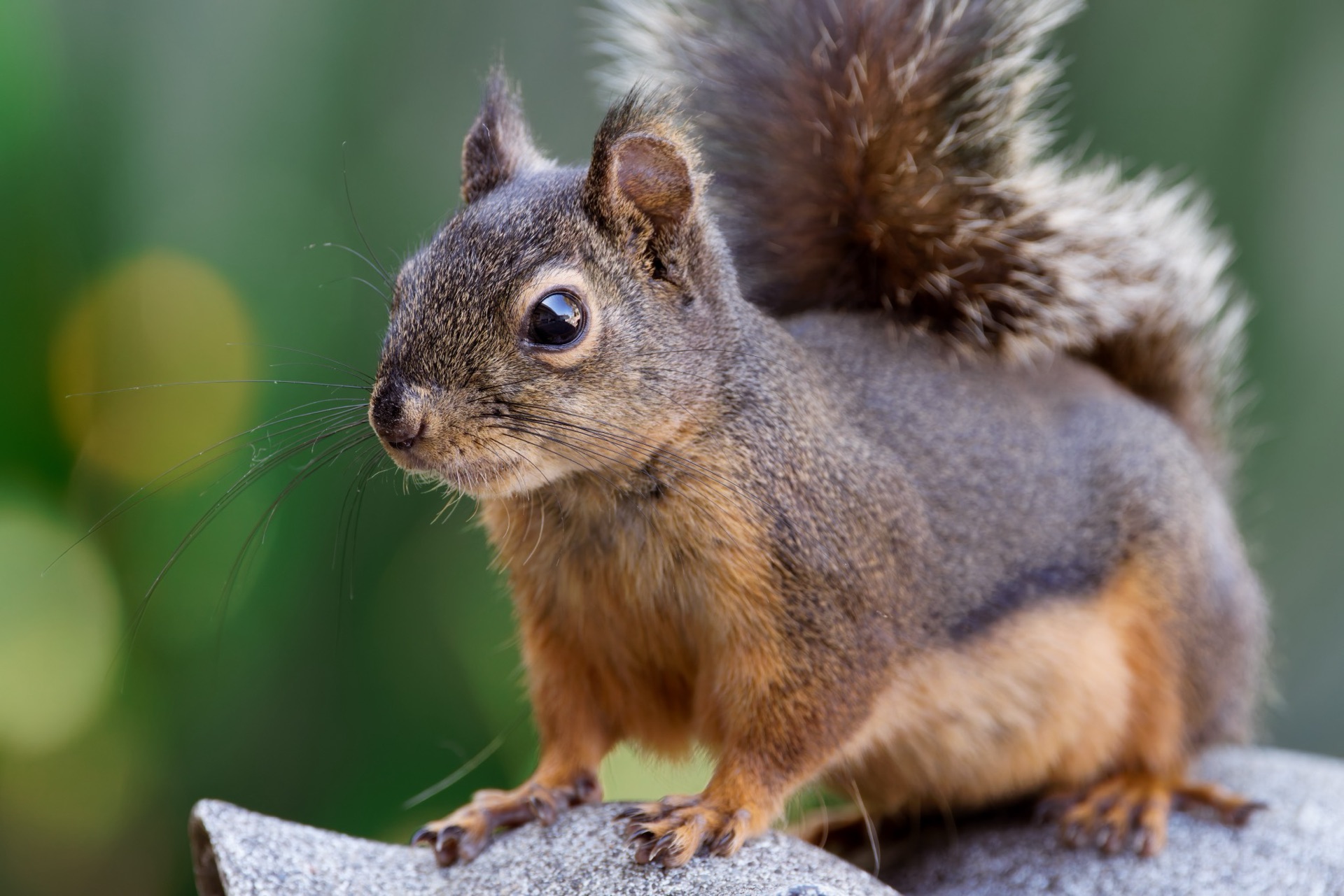 Douglas Squirrel