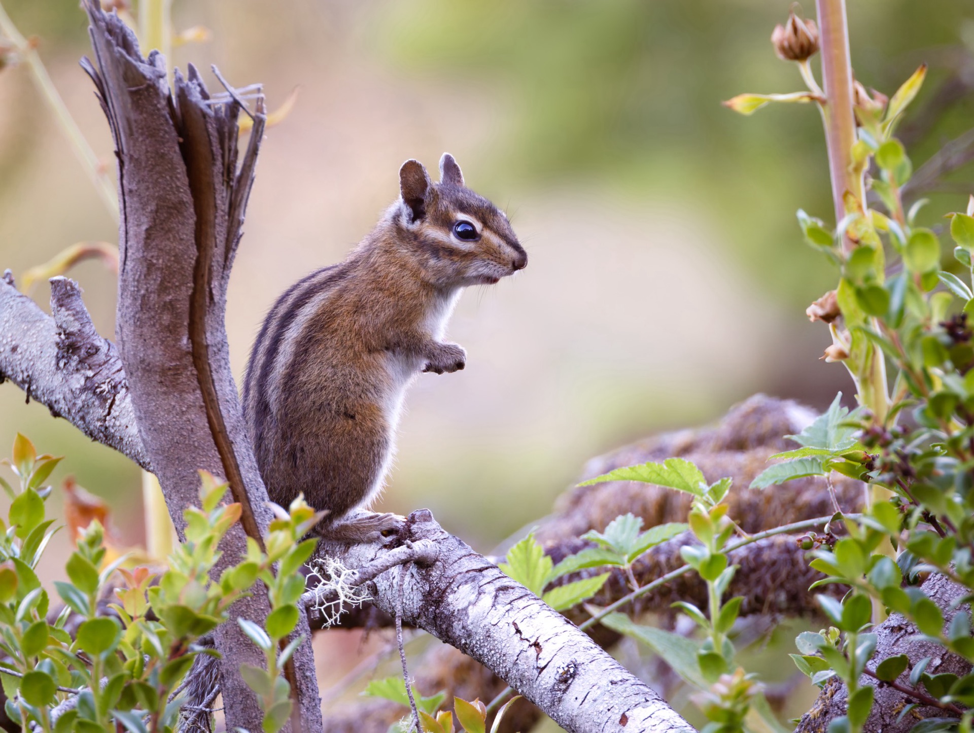 Townsend's Chipmunk