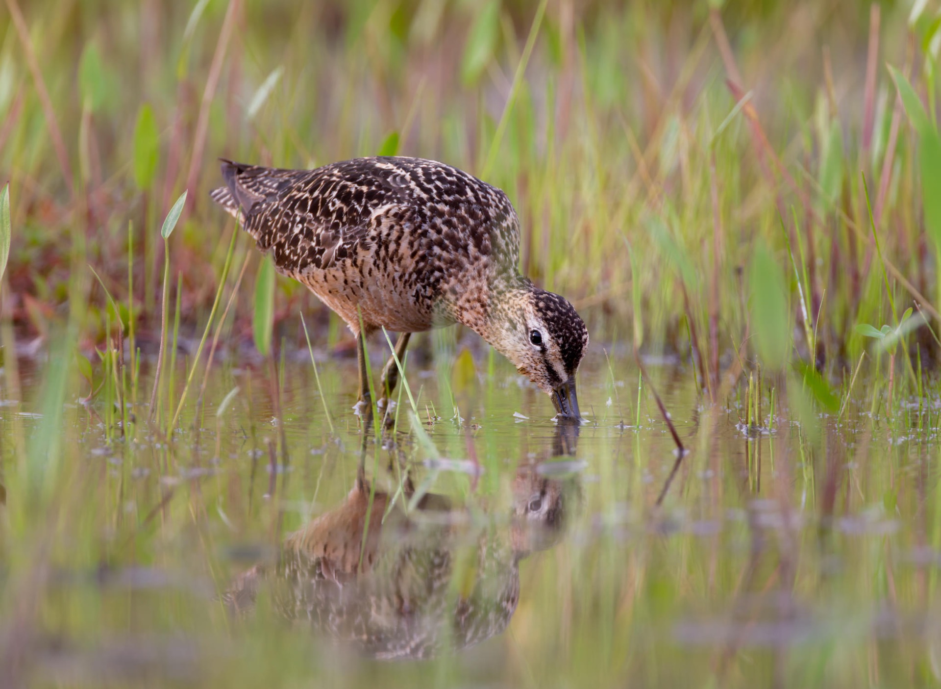 Long-billed Dowitcher