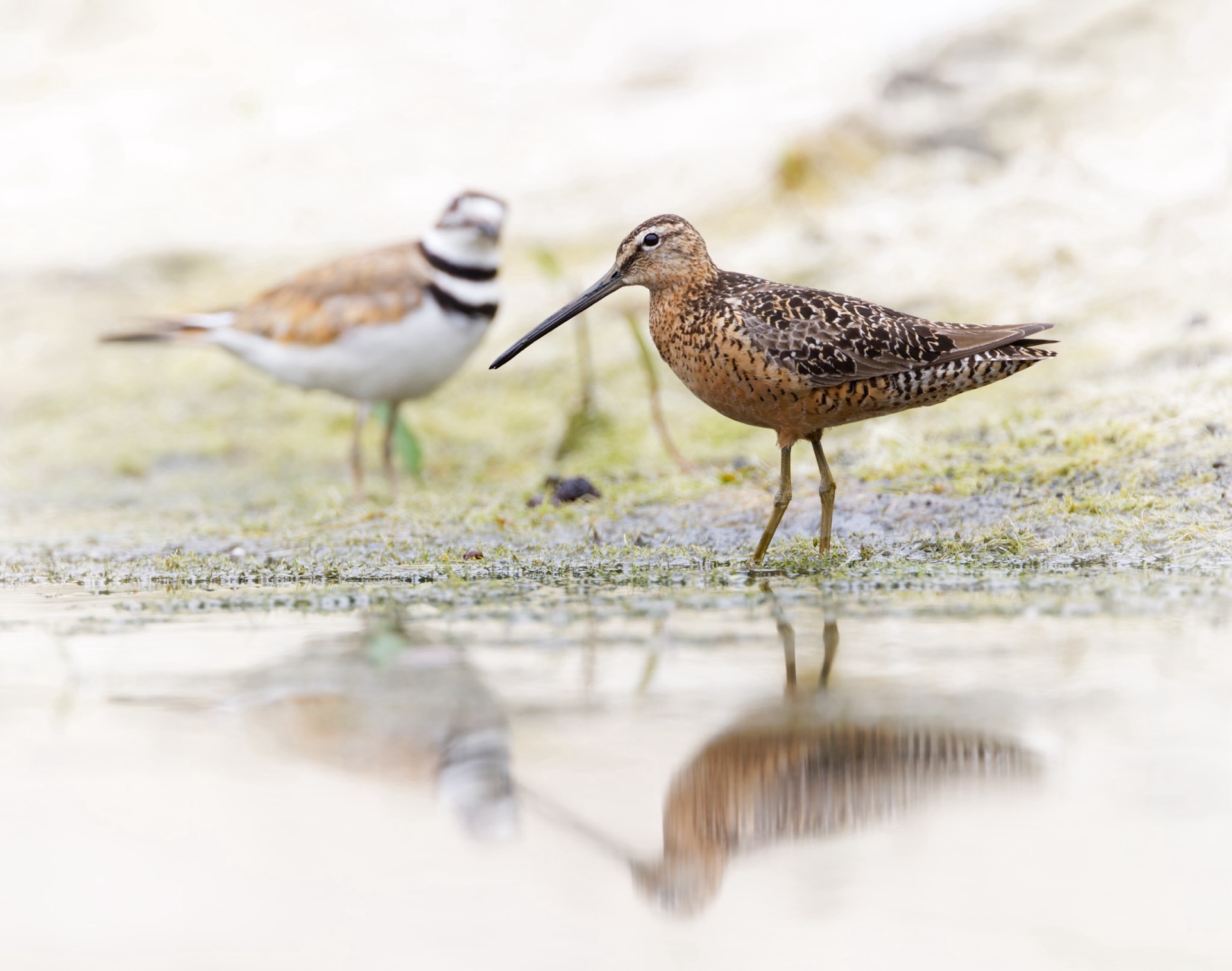 Long-billed Dowitcher