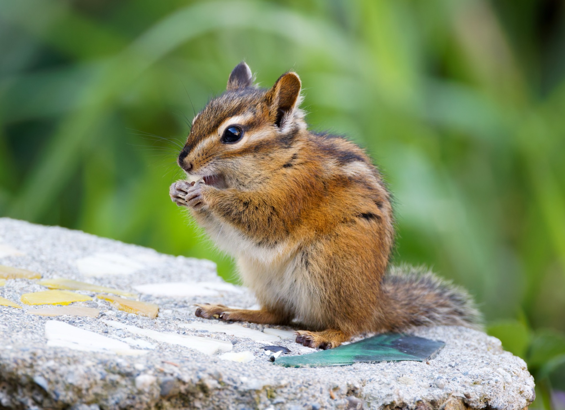 Townsend's Chipmunk