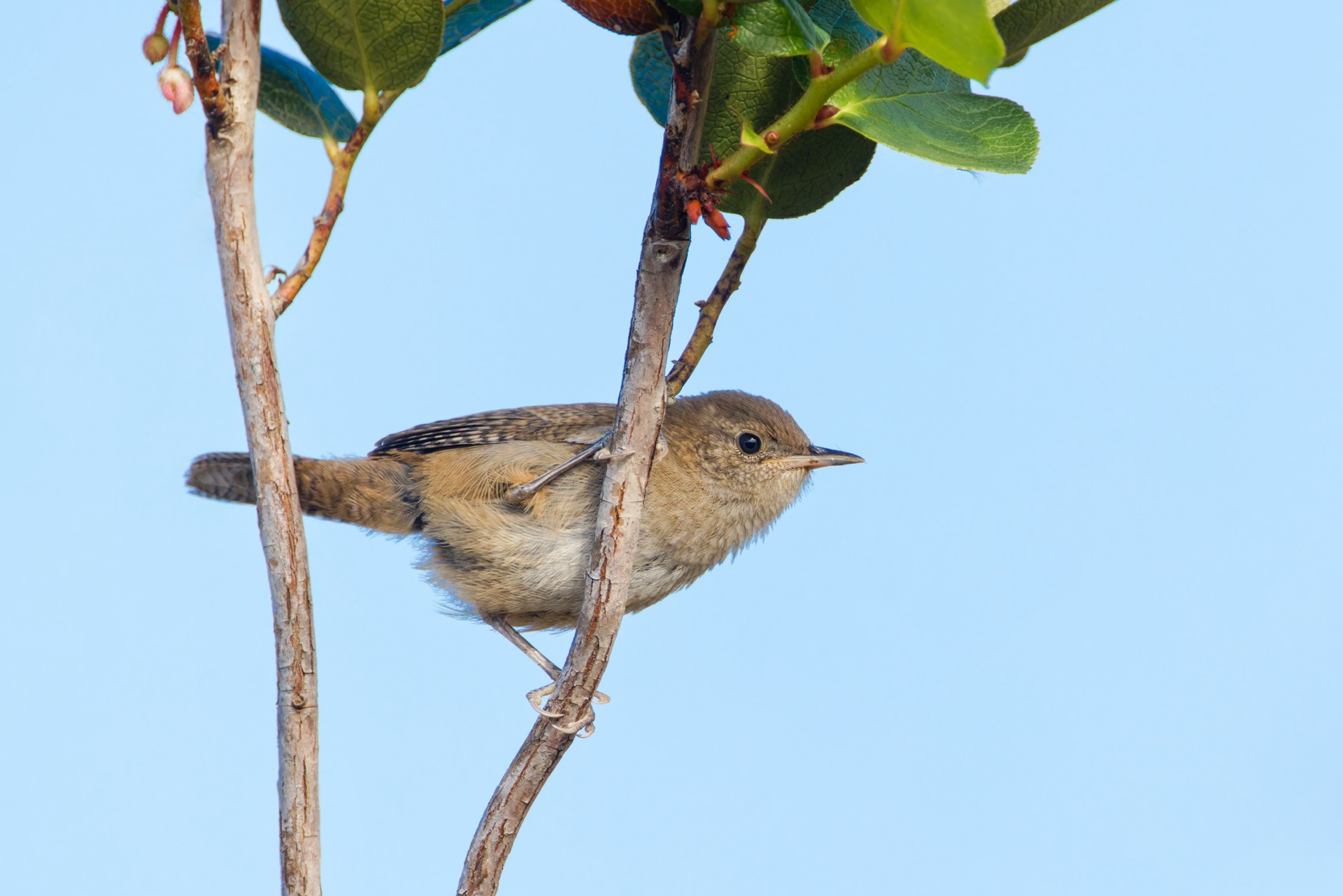 House Wren