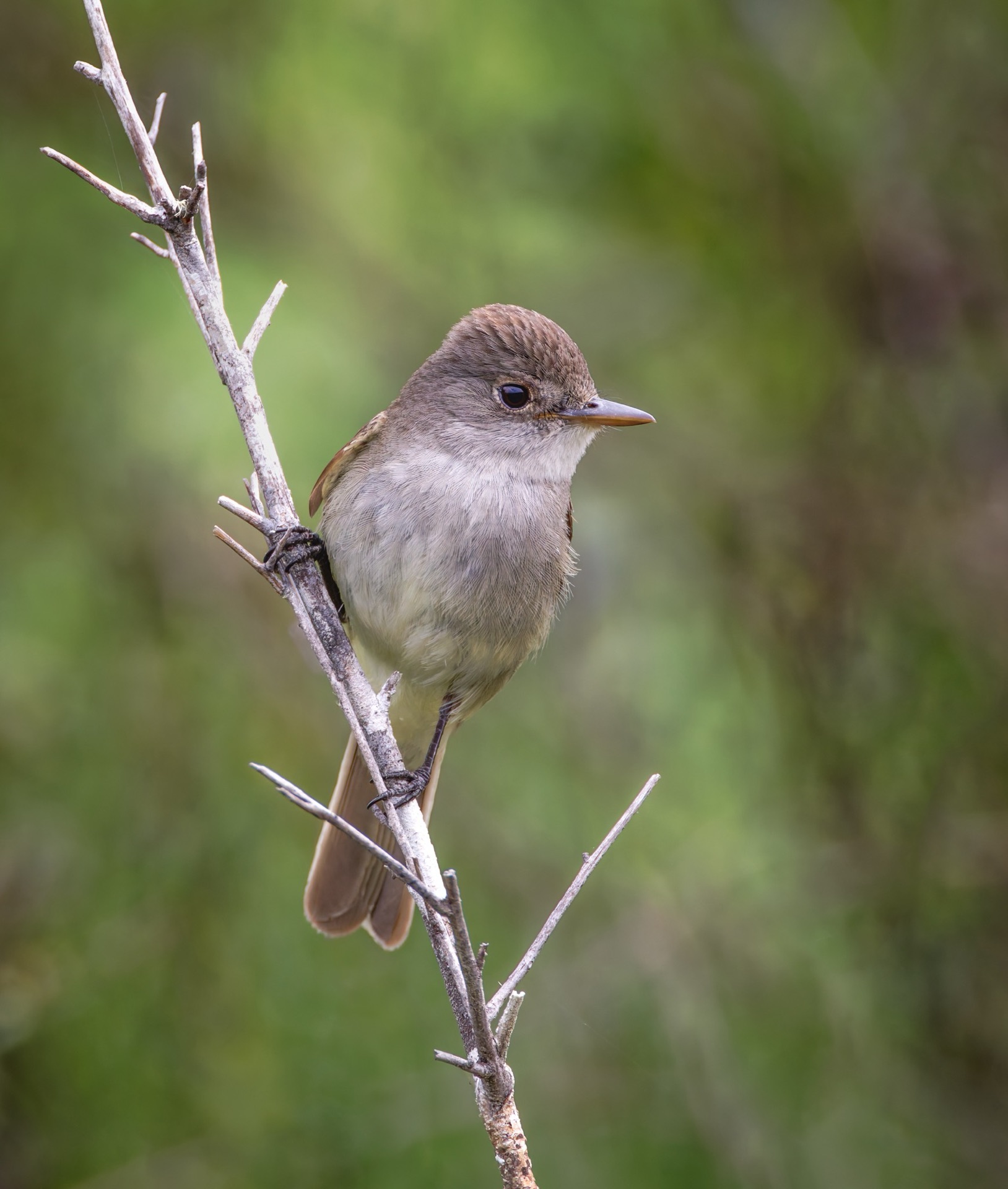 Willow Flycatcher