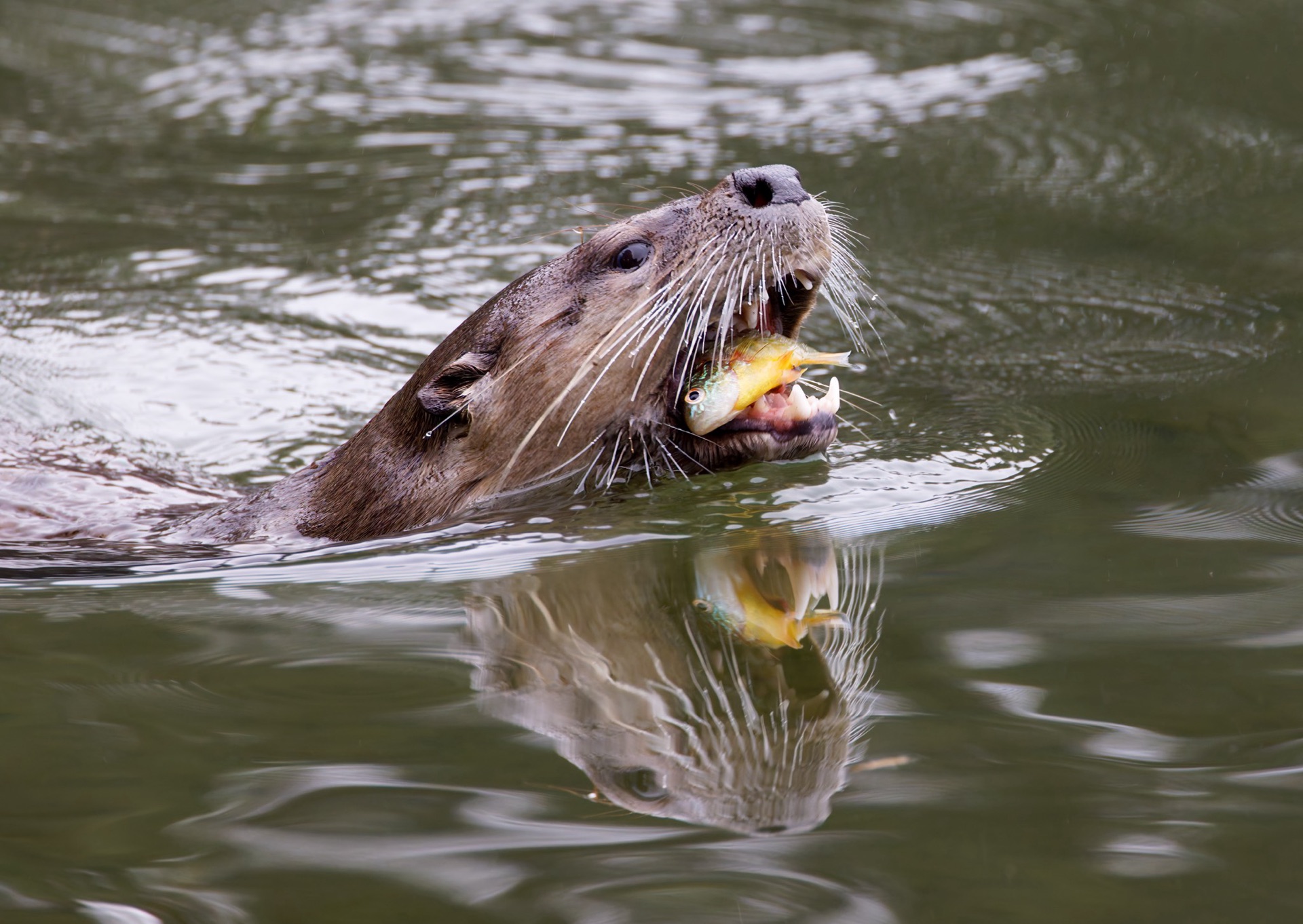 North American River Otter