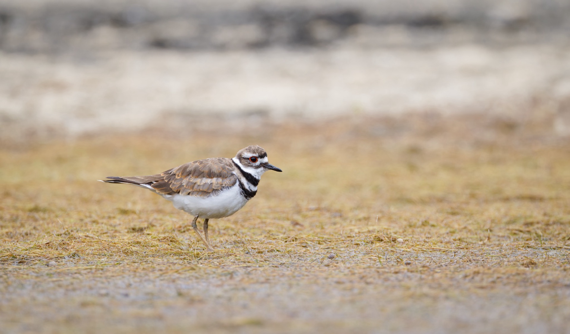 Killdeer
