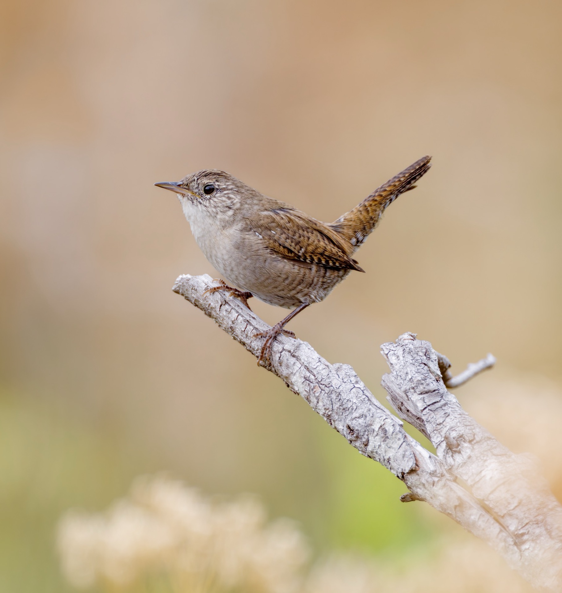 House Wren