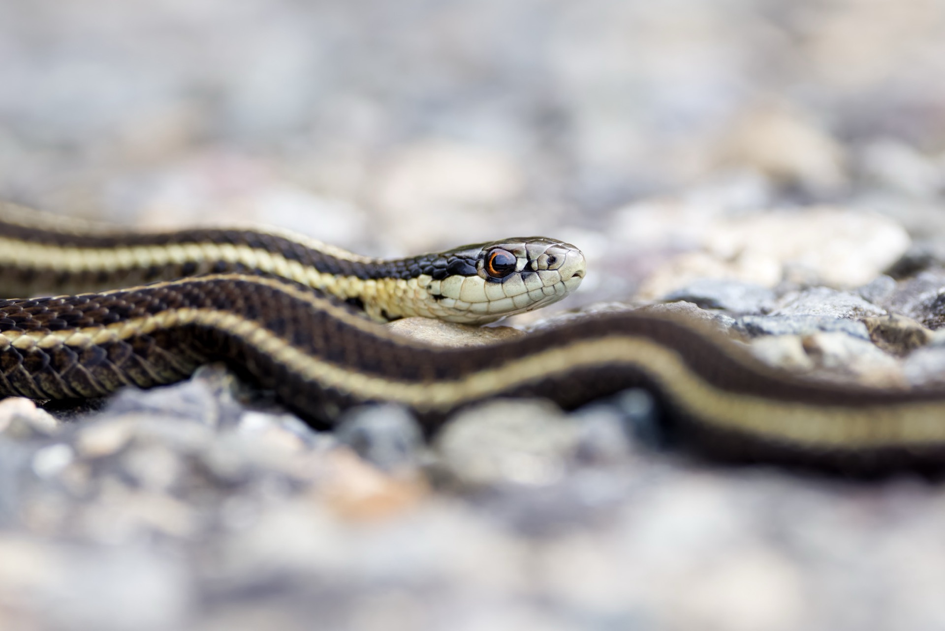 Garter Snake
