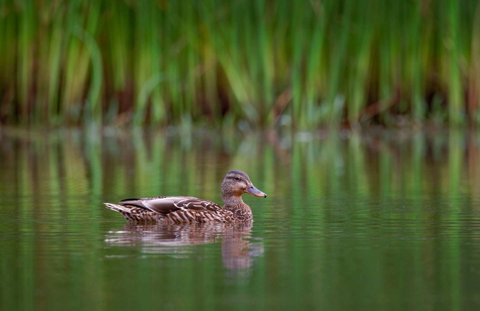 Mallard