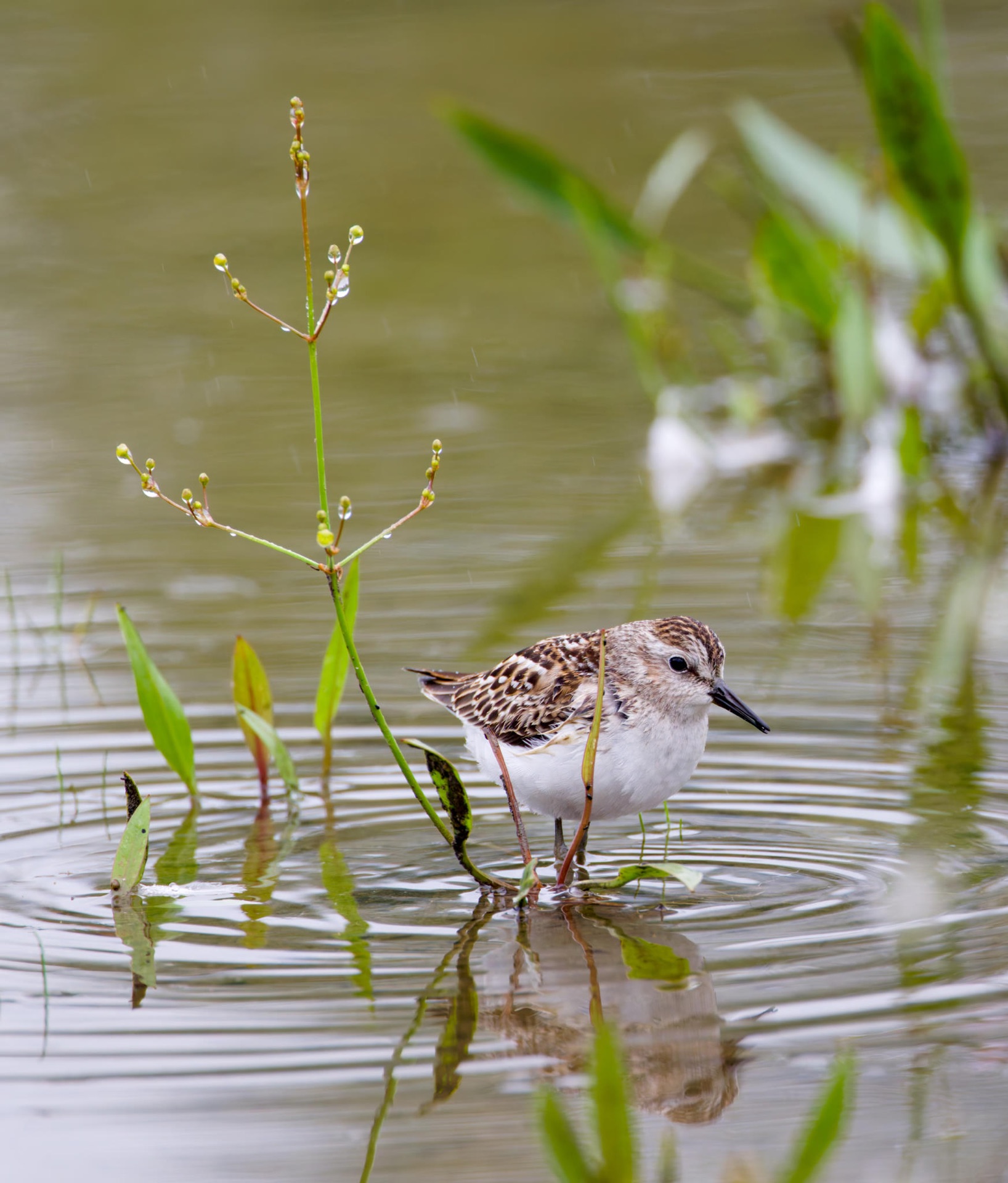 Least Sandpiper