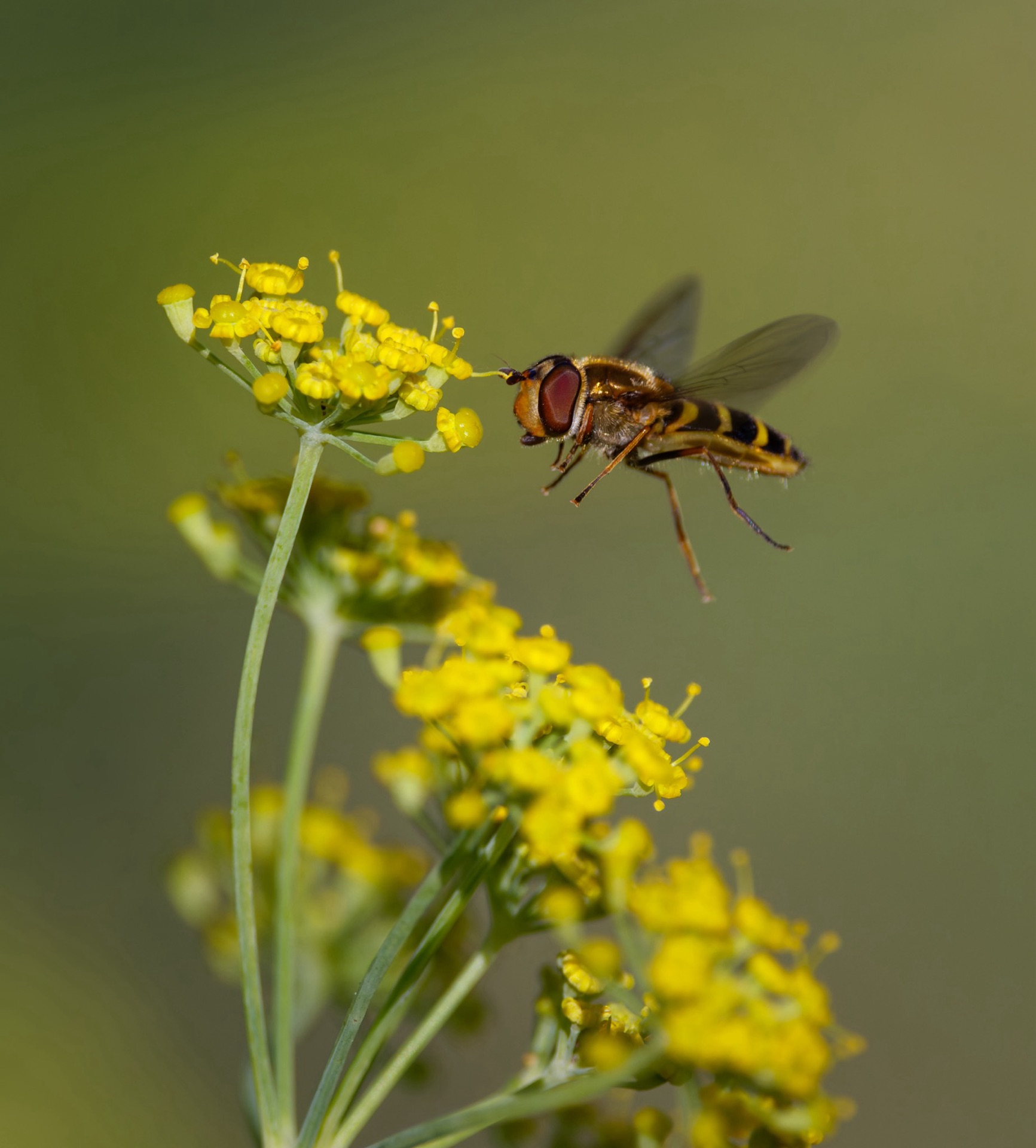 Hoverfly