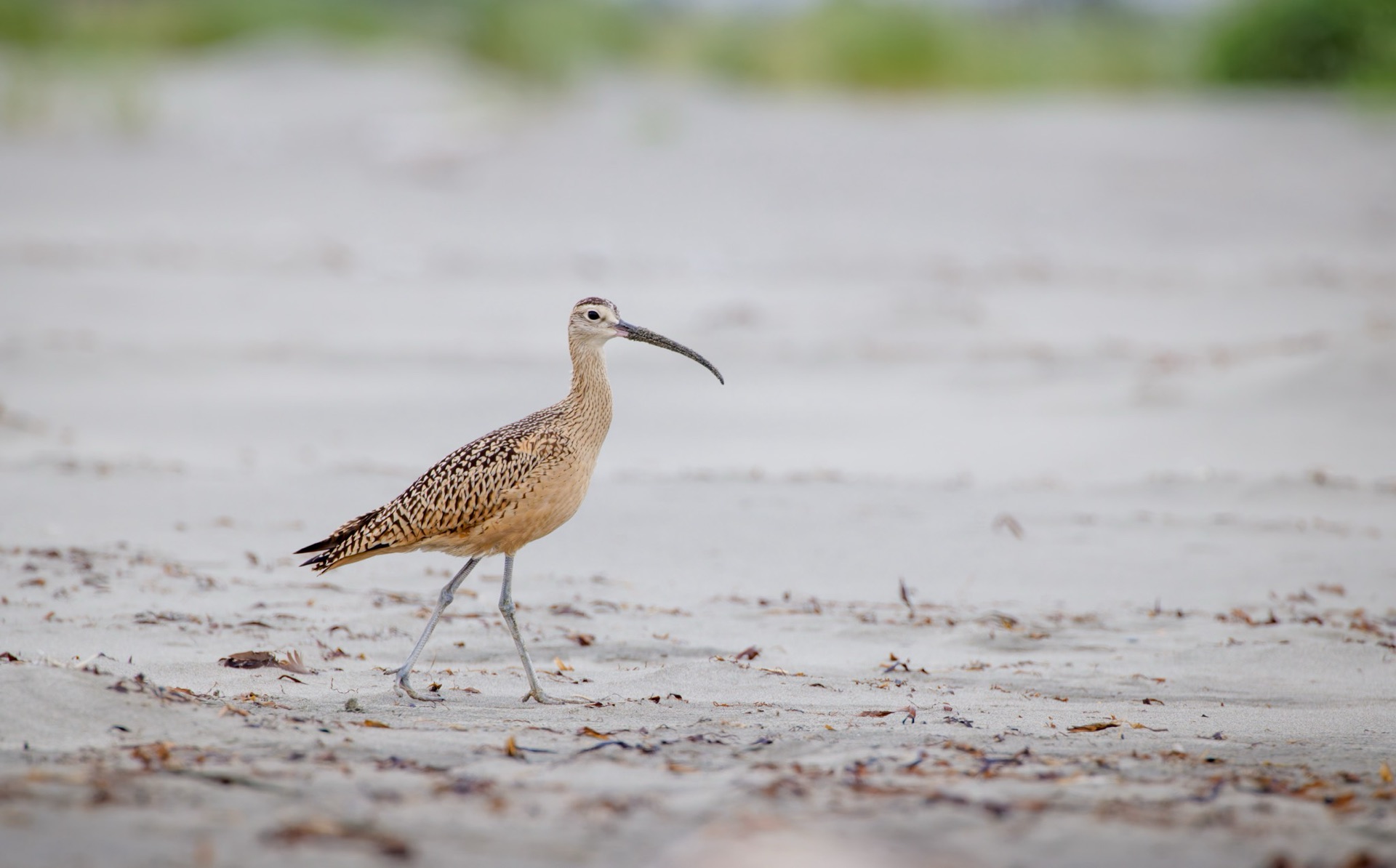 Long-billed Curlew