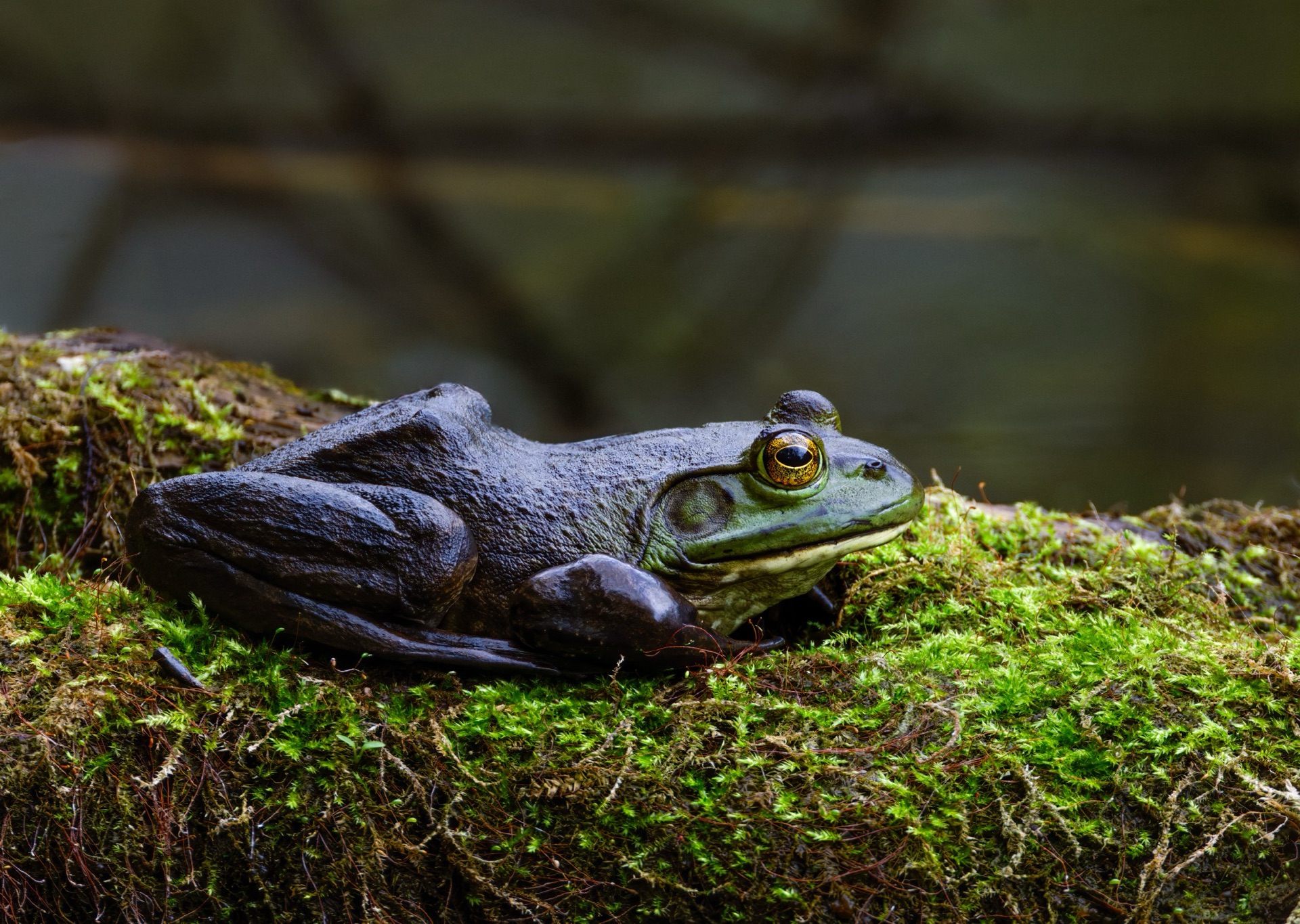 American Bullfrog