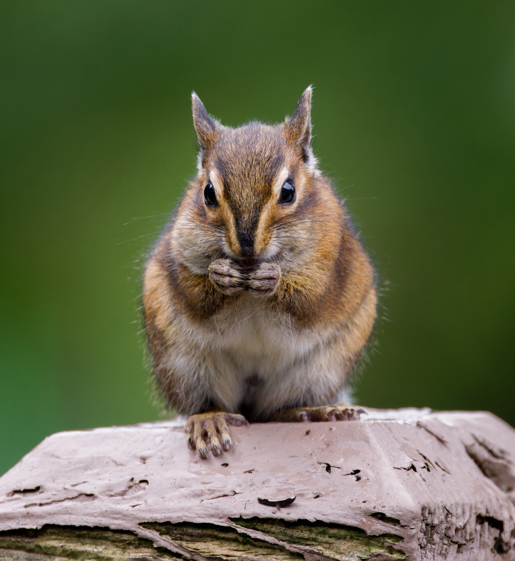 Townsend's Chipmunk