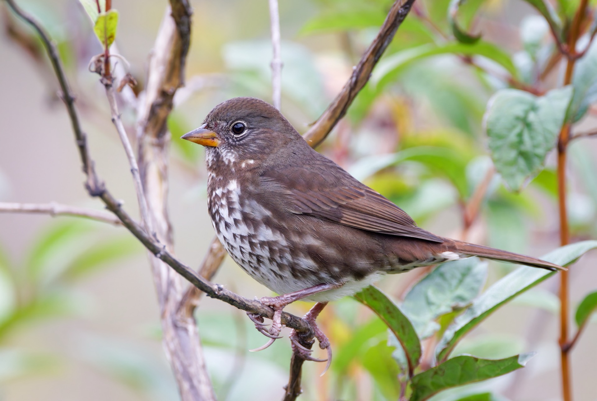 Fox Sparrow