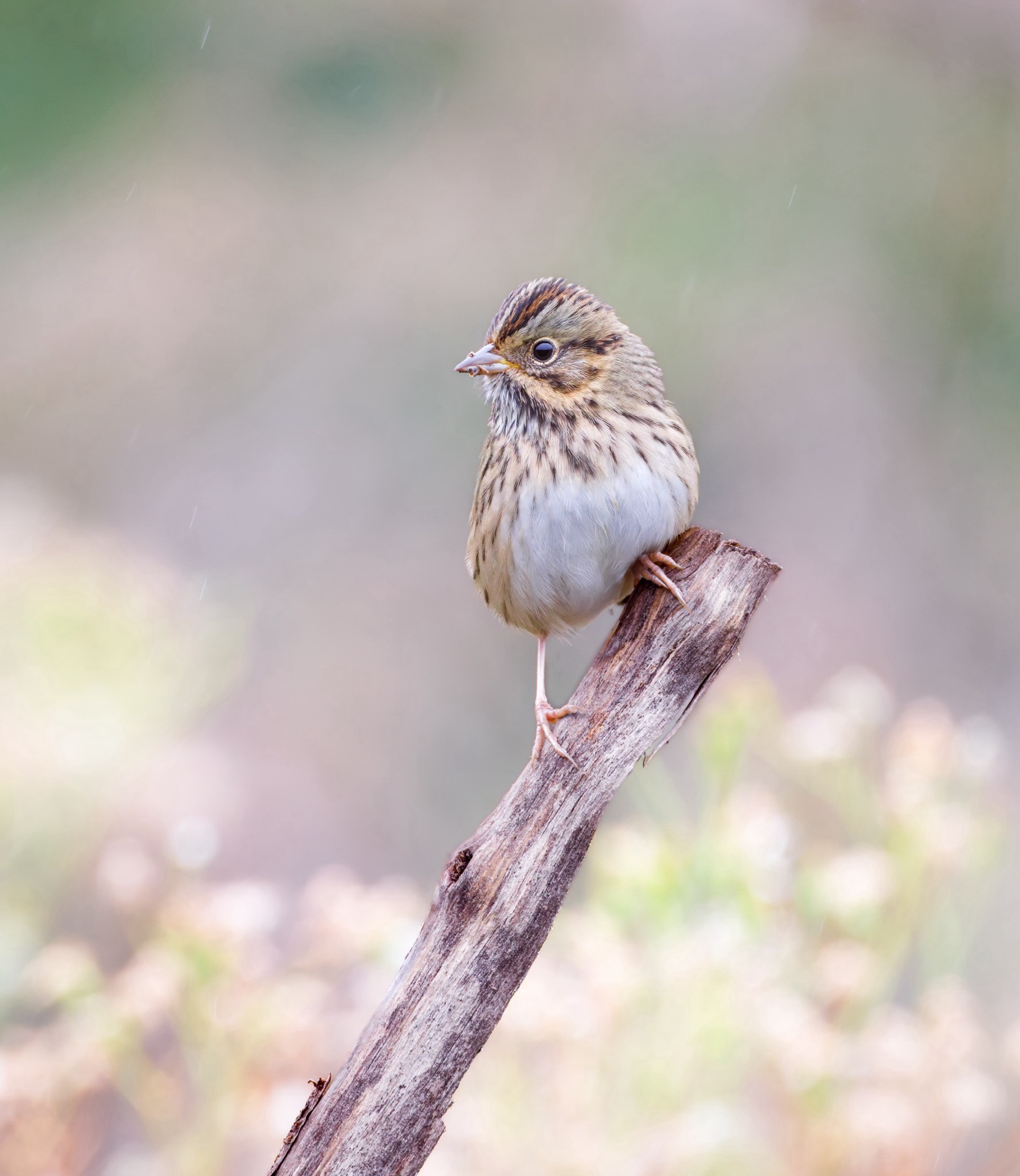 Lincoln's Sparrow