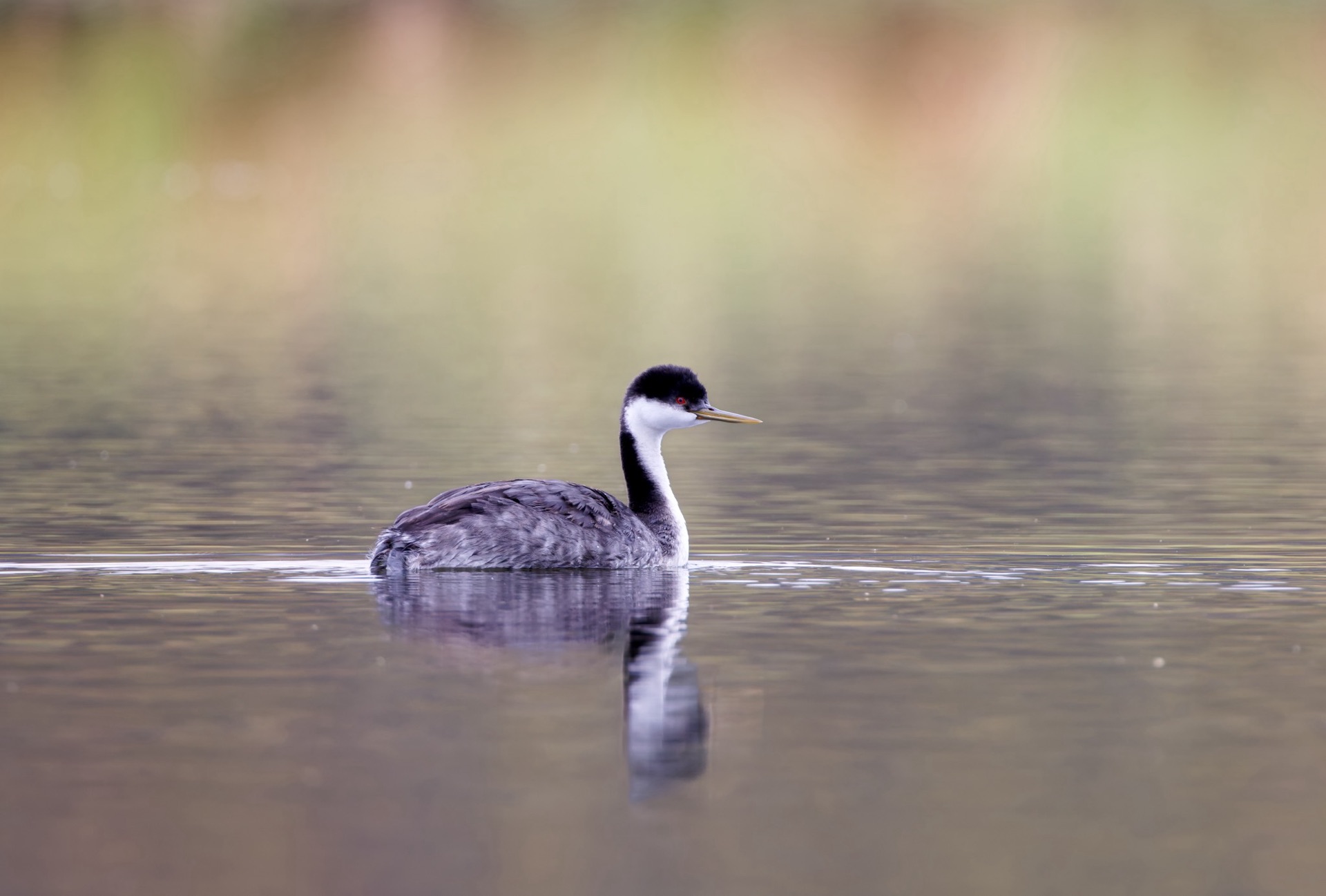 Western Grebe