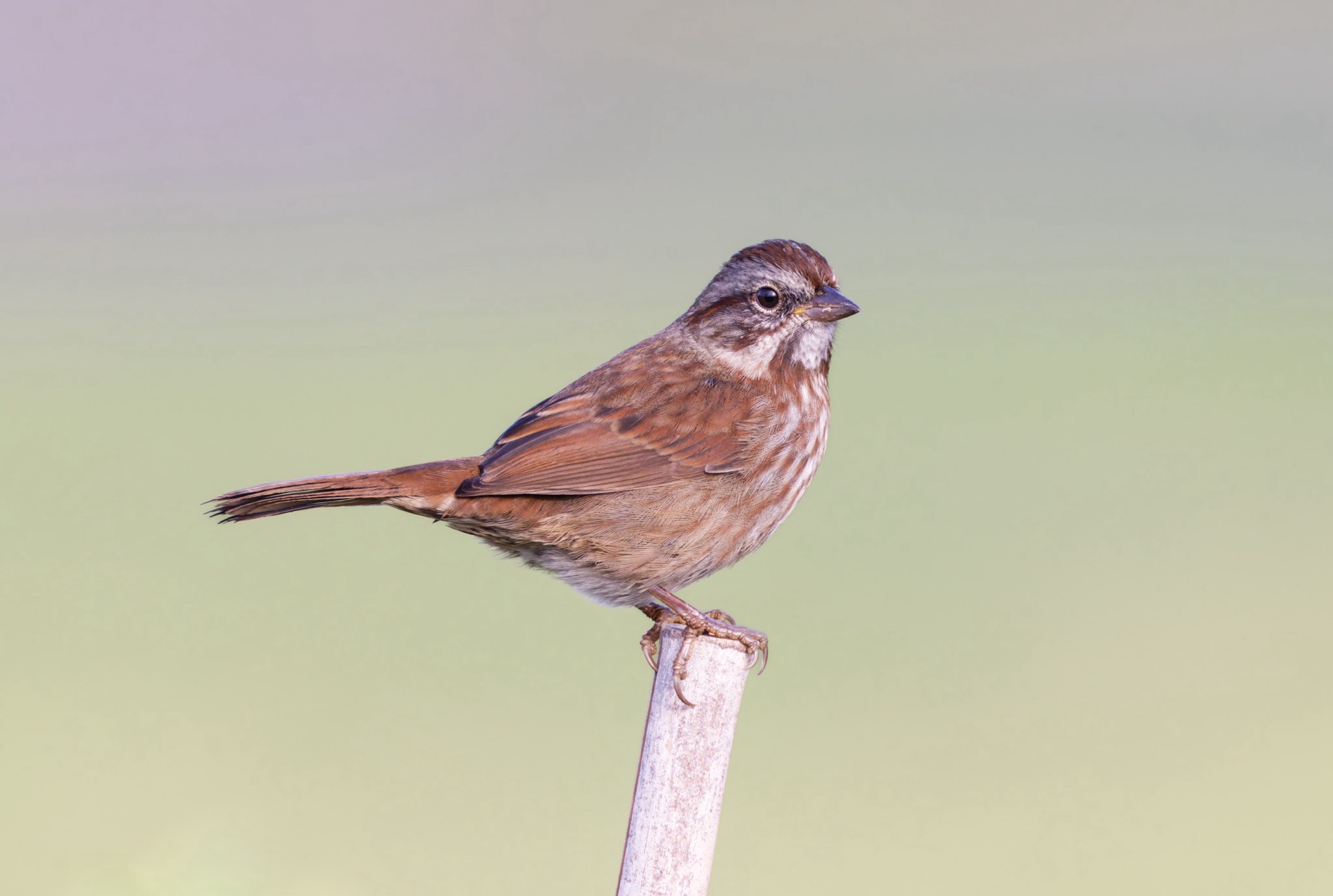 Song Sparrow