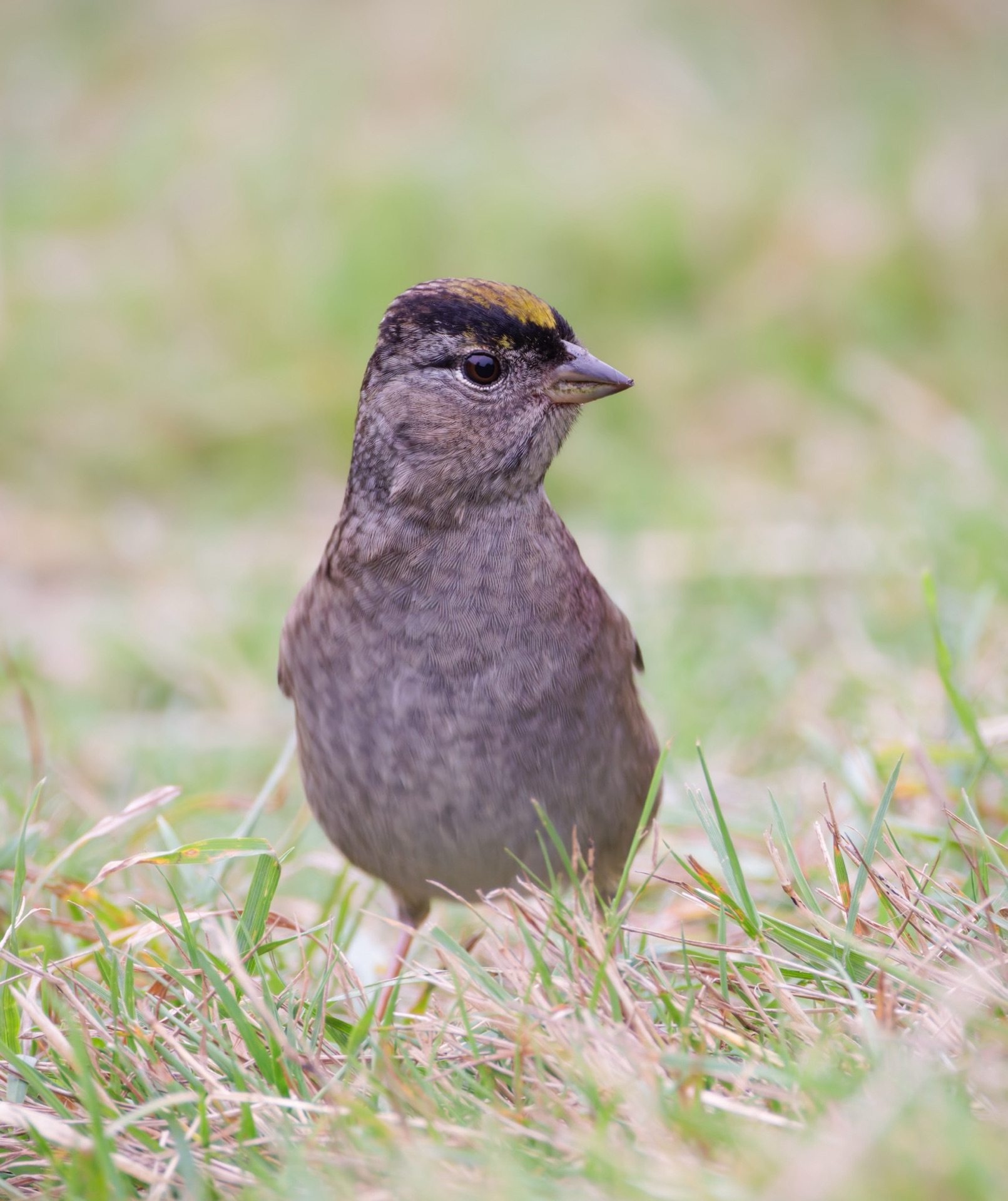 Golden-crowned Sparrow