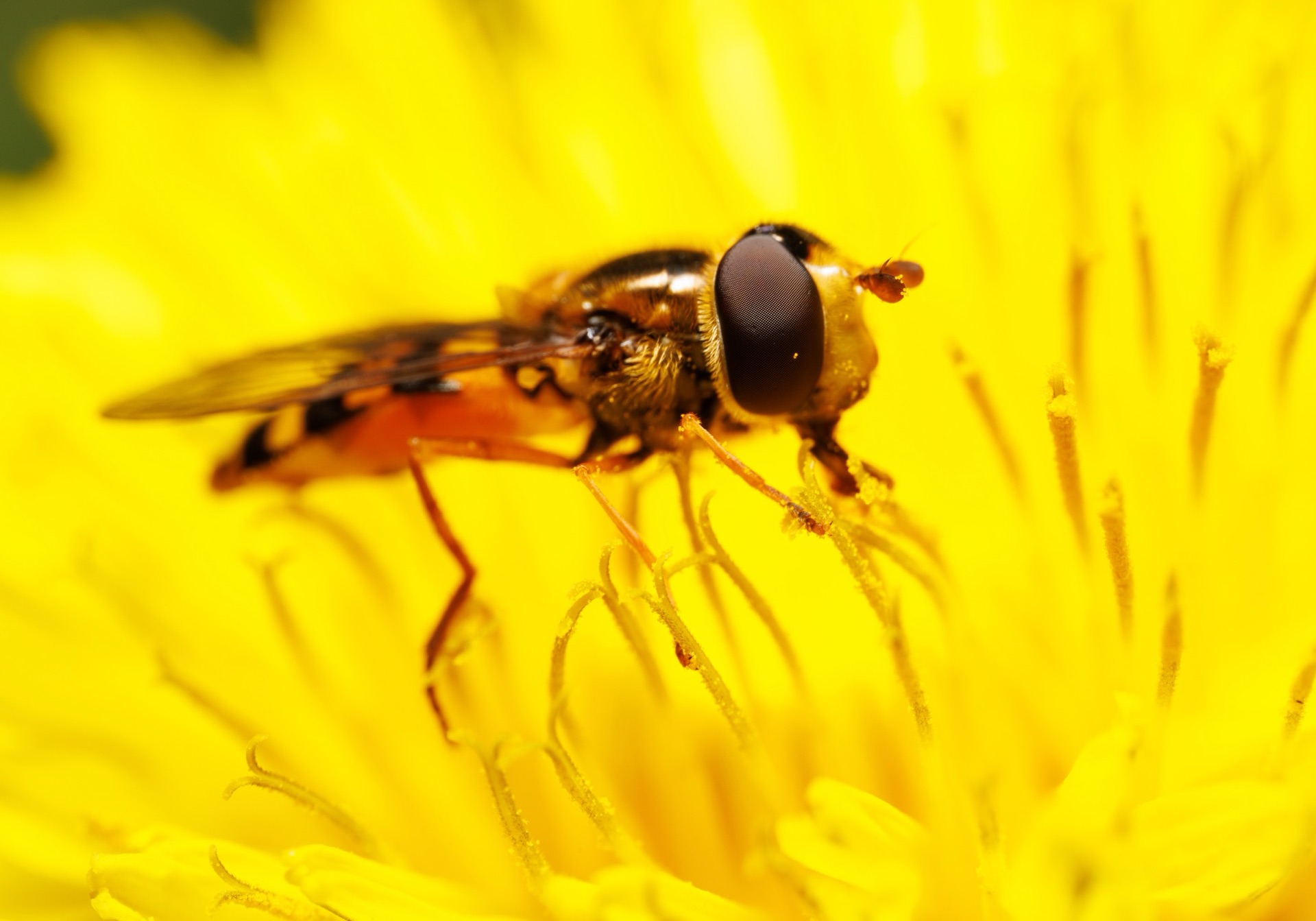 Hoverfly