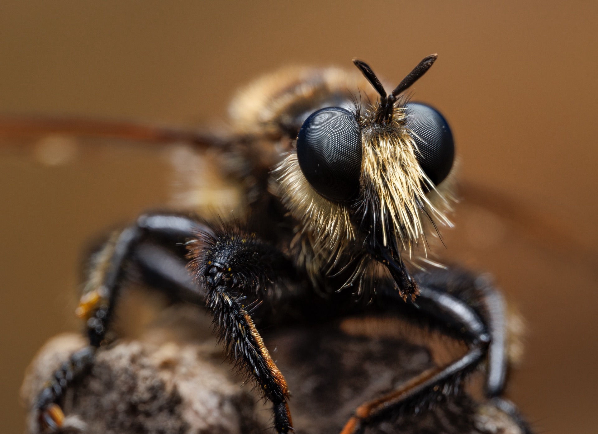 Robber Fly