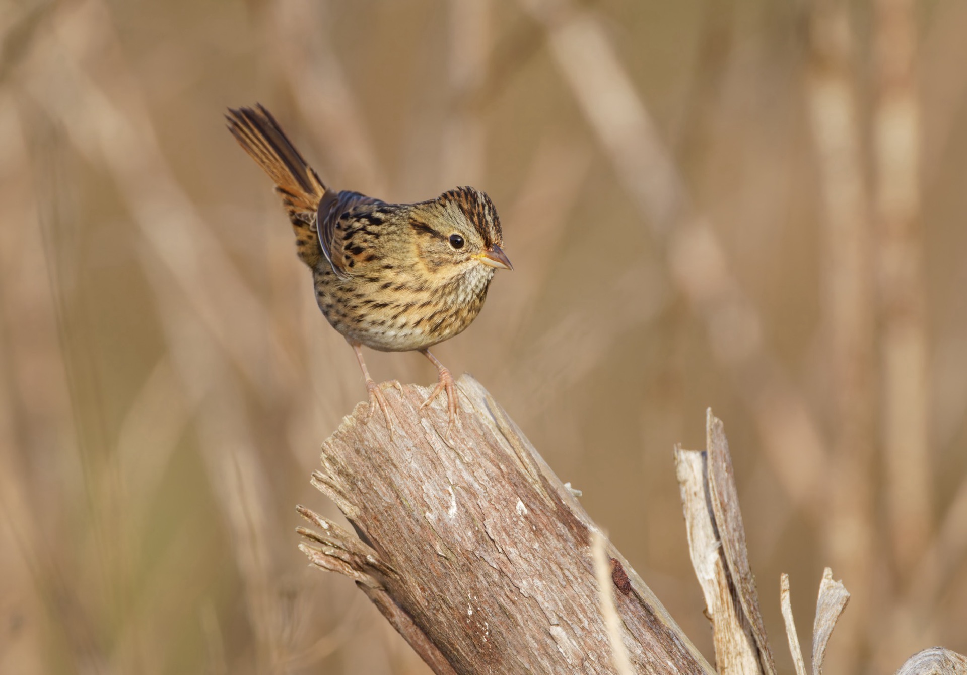 Lincoln's Sparrow