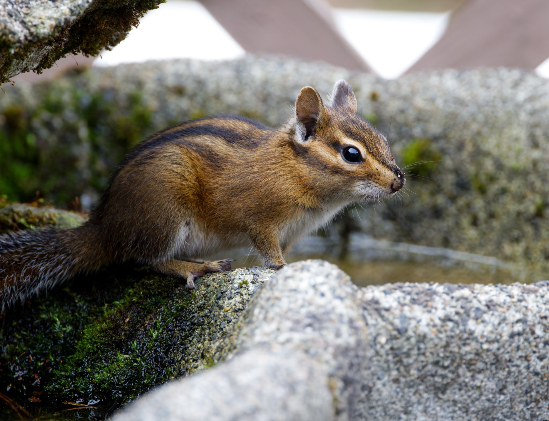 Townsend's Chipmunk