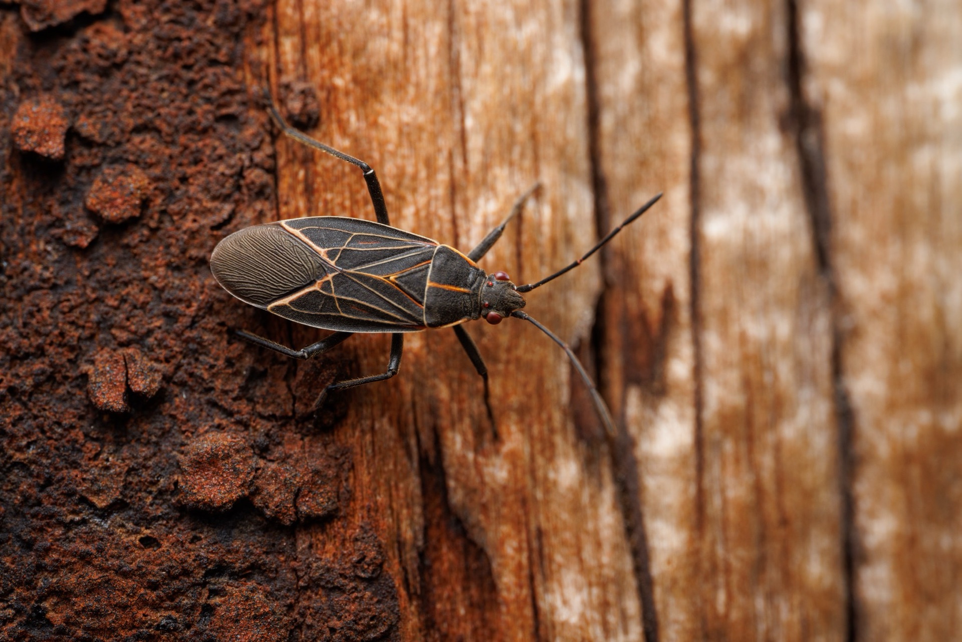 Western Boxelder Bug