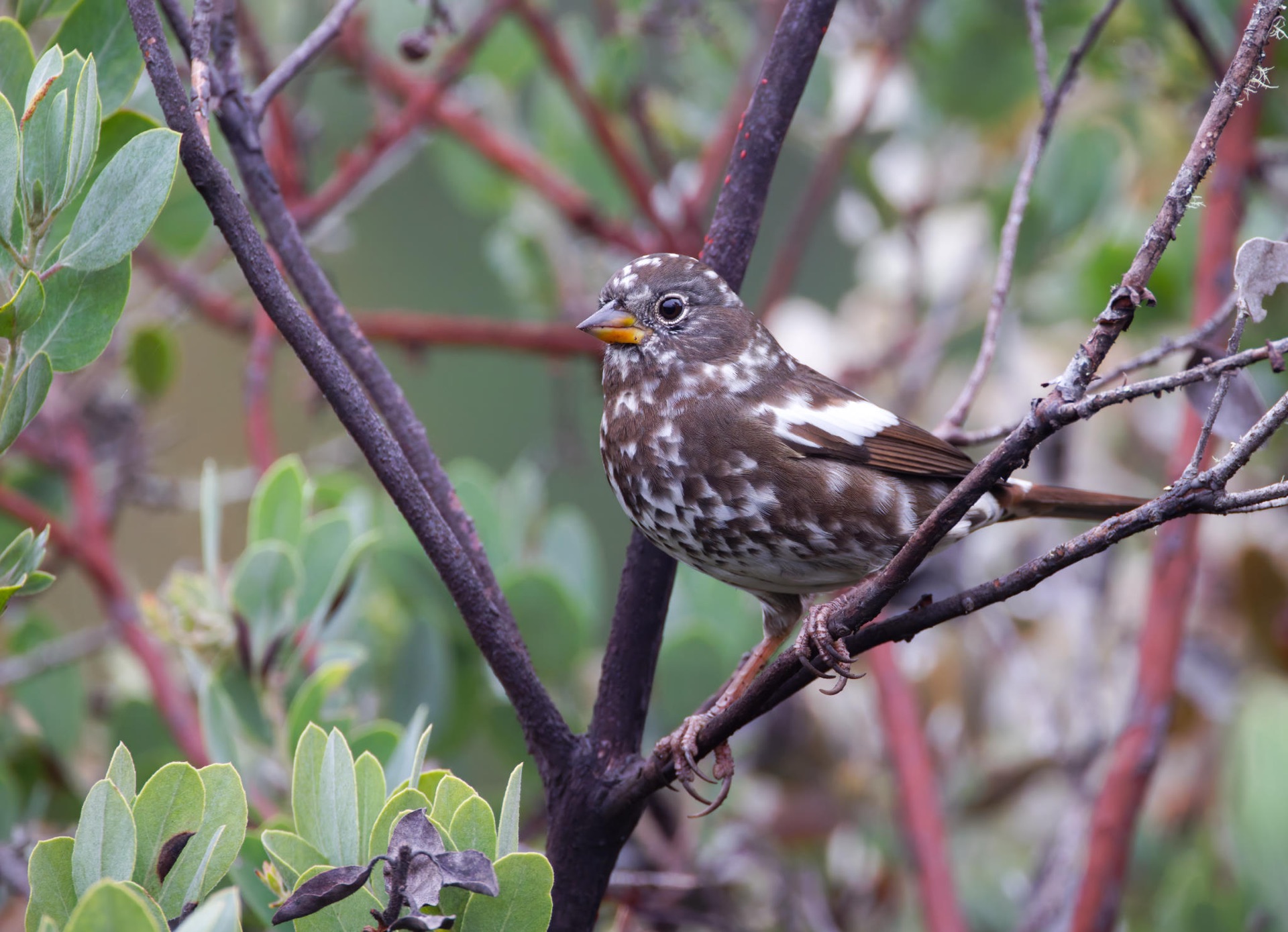 Fox Sparrow