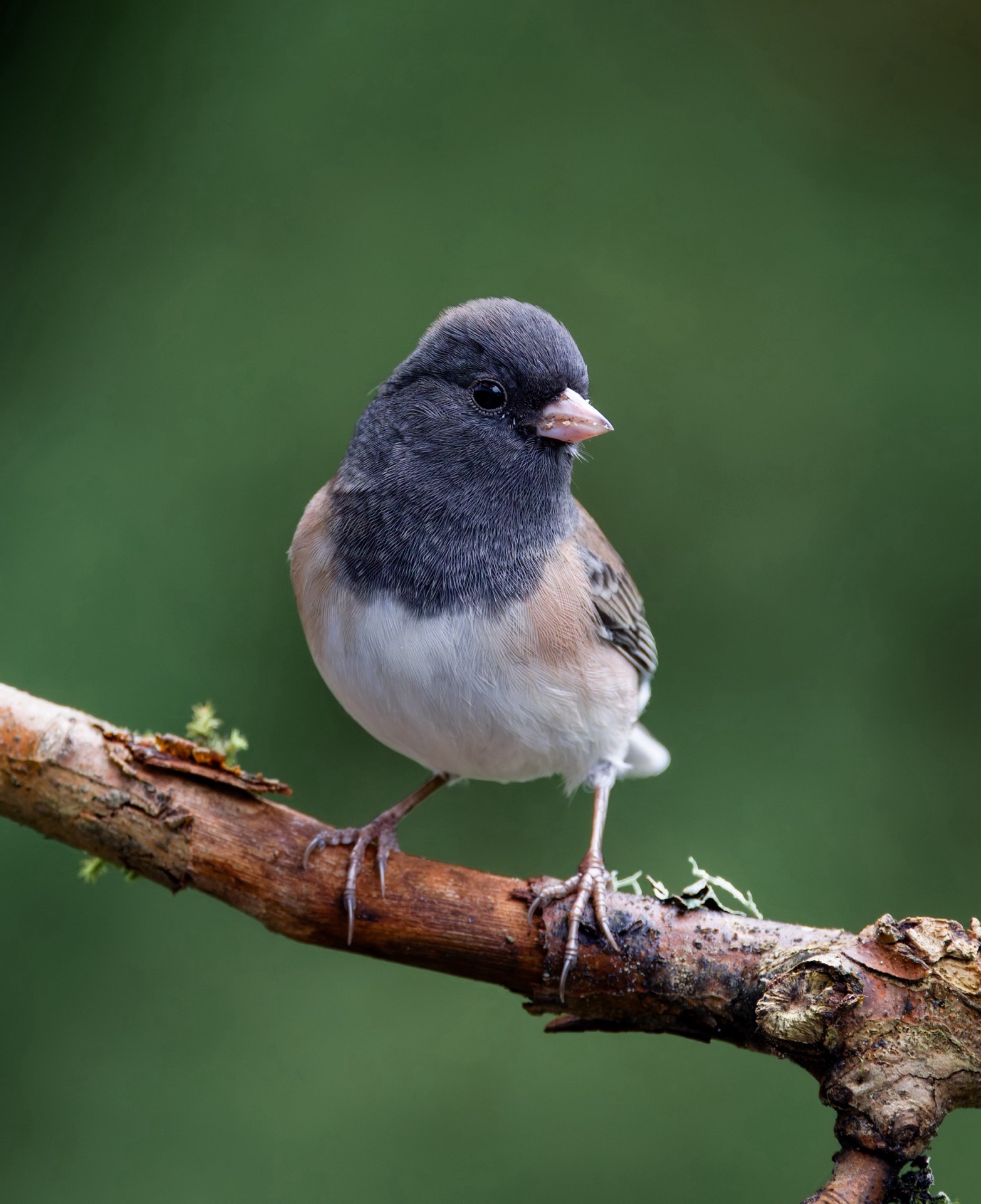 Dark-eyed Junco