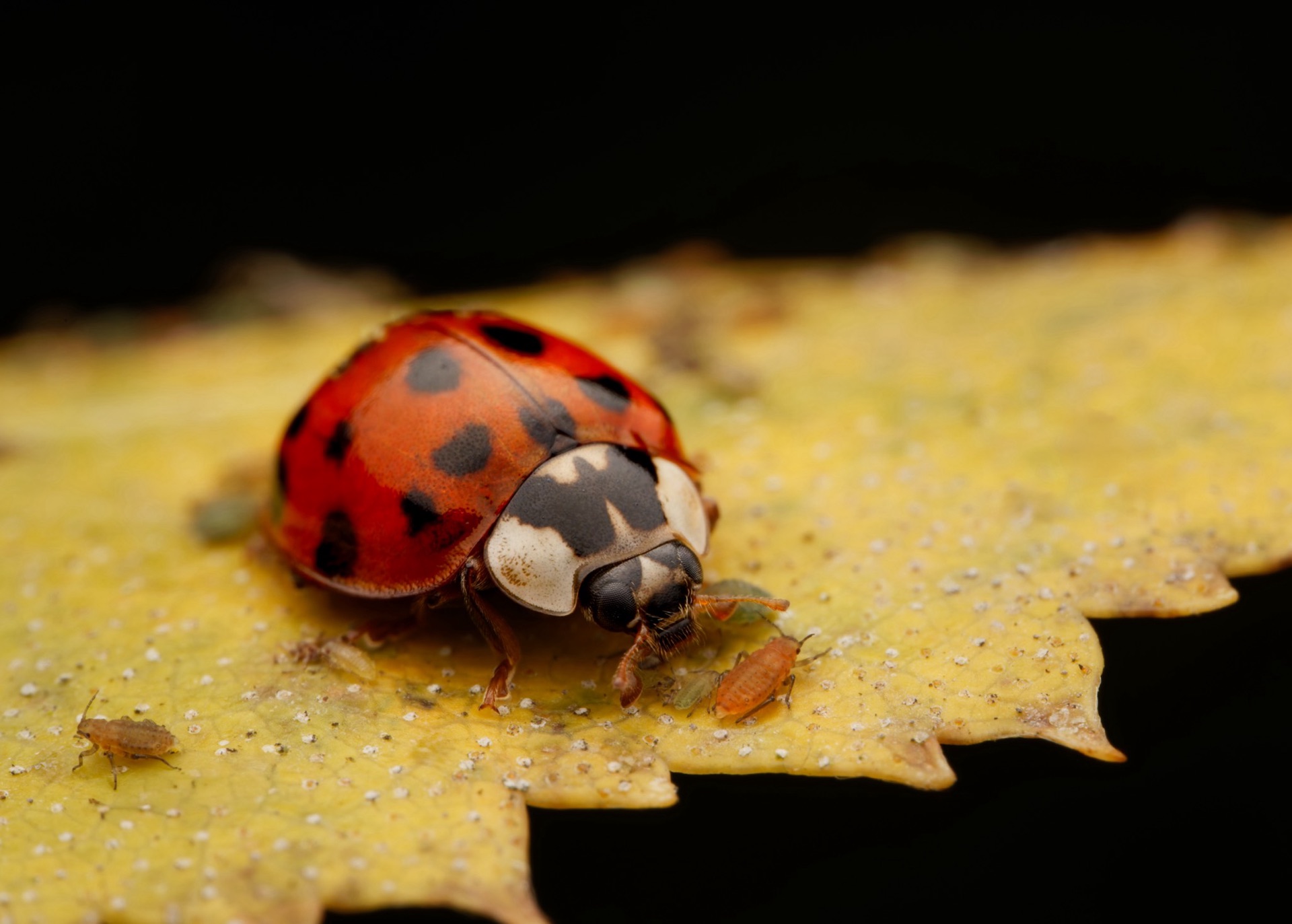 Lady Beetle