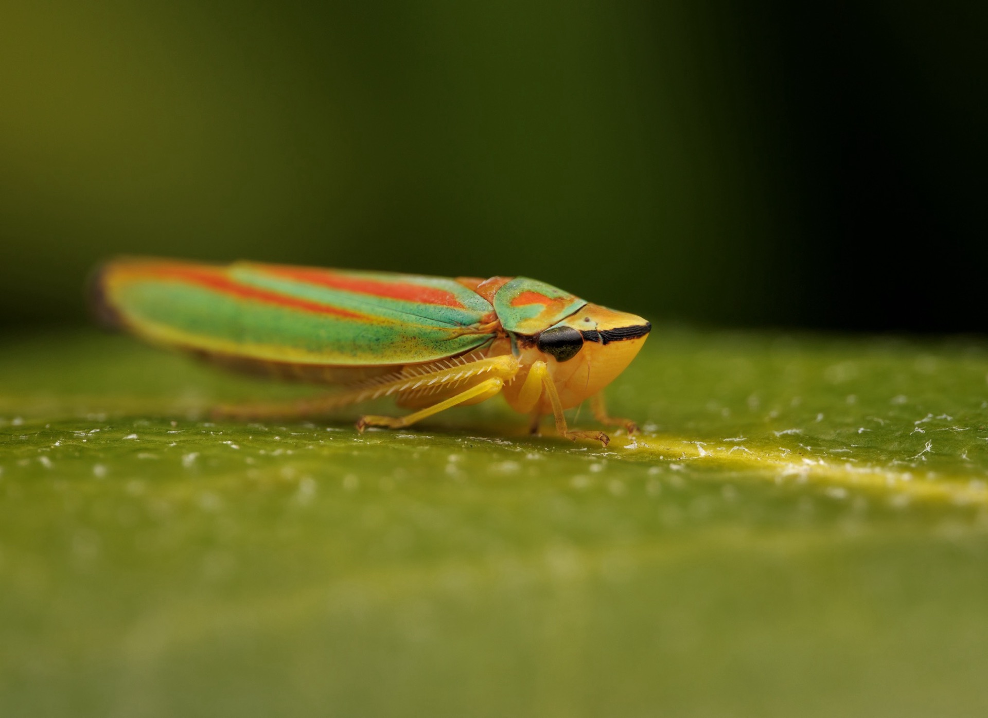 Leafhopper