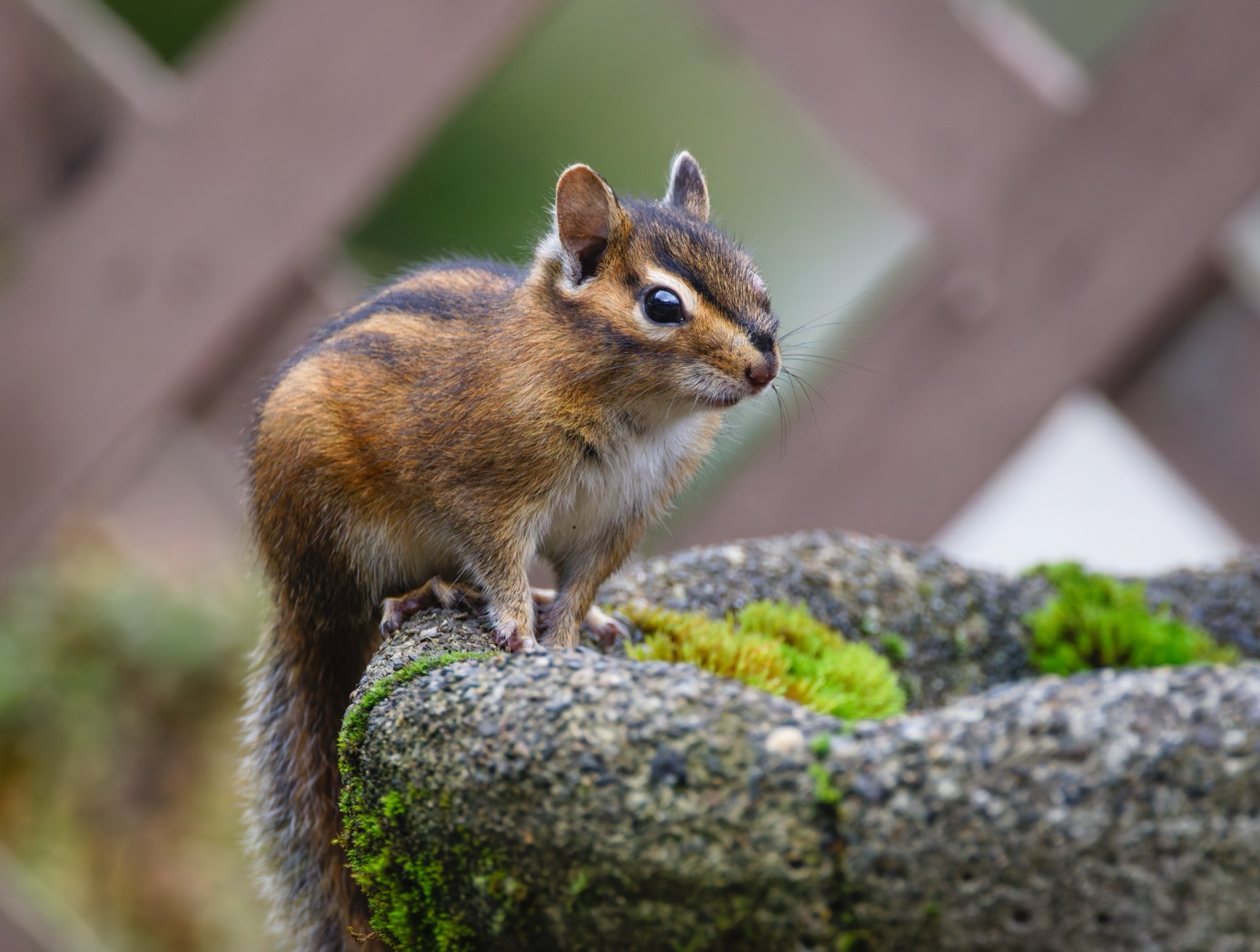 Townsend's Chipmunk
