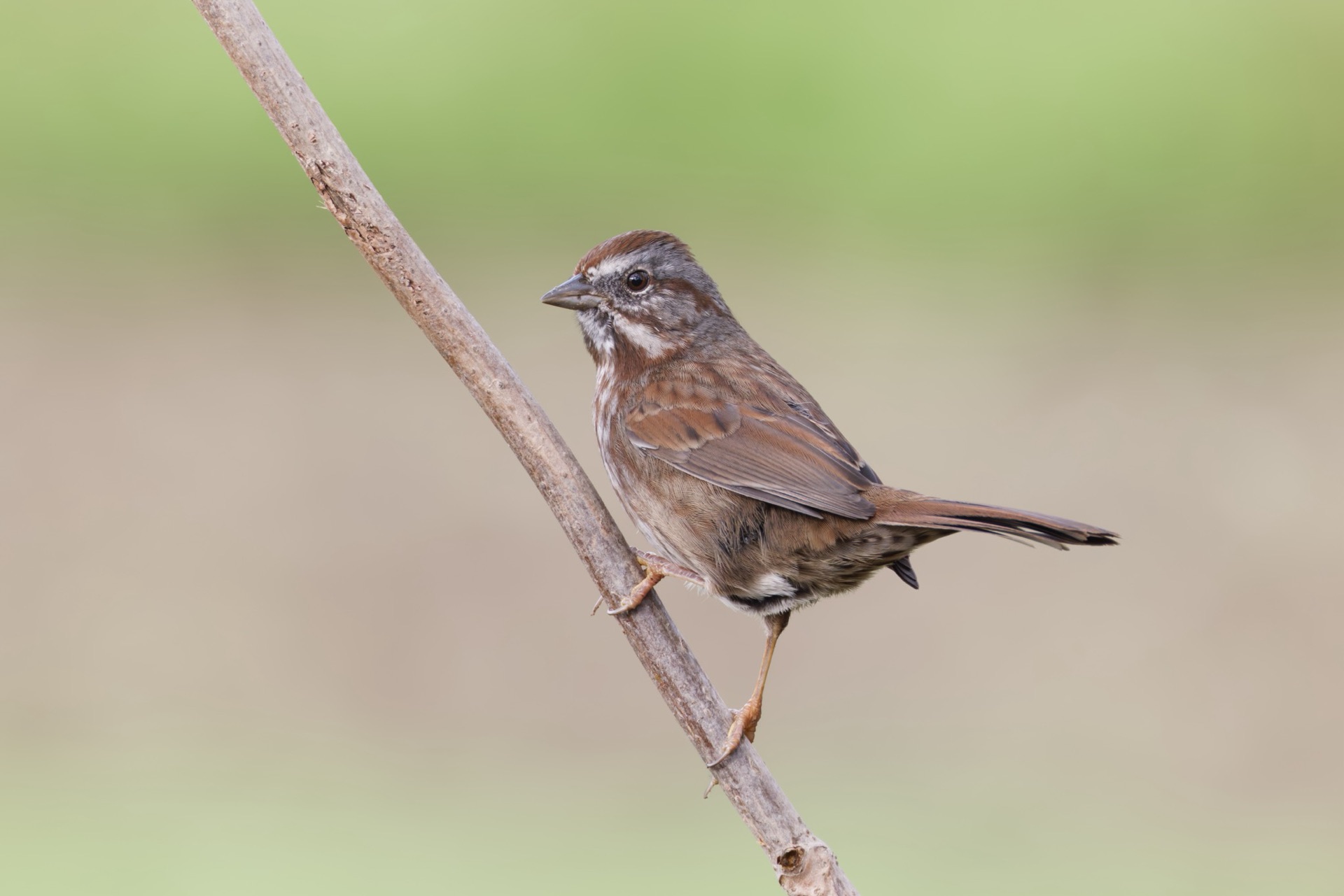 Song Sparrow